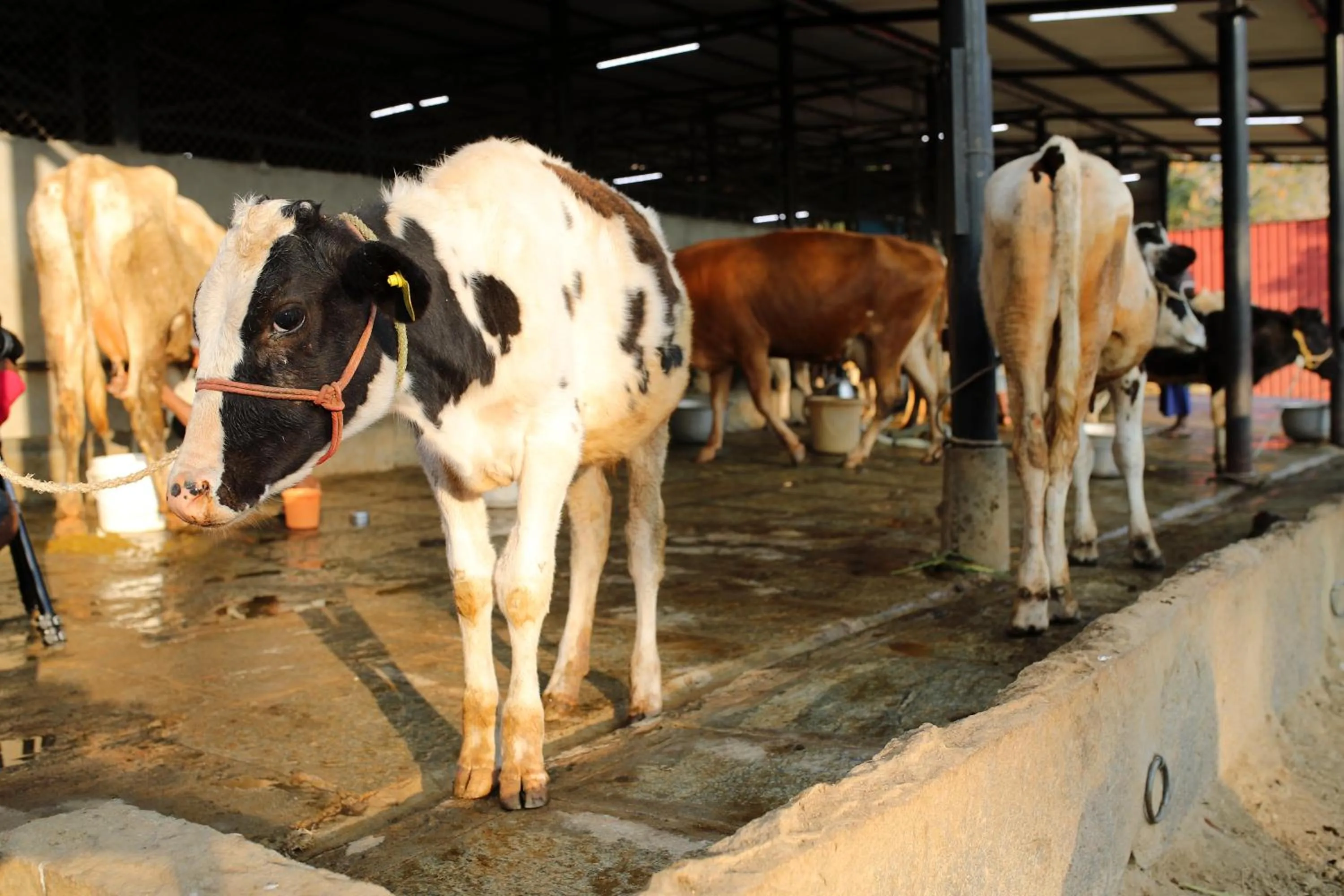 Animals in Holiday Valley Hotels And Resorts