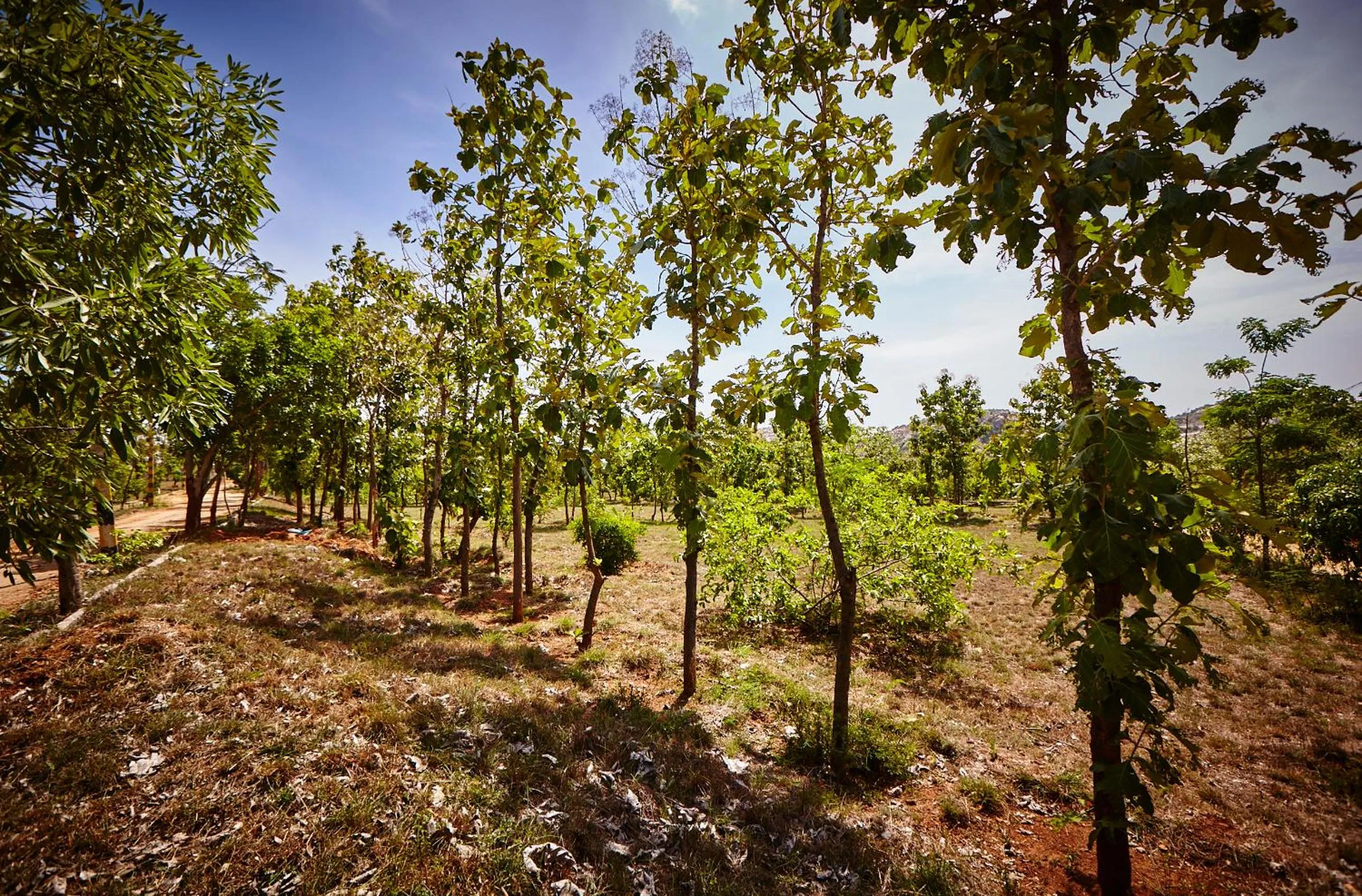 Natural landscape in Holiday Valley Hotels And Resorts