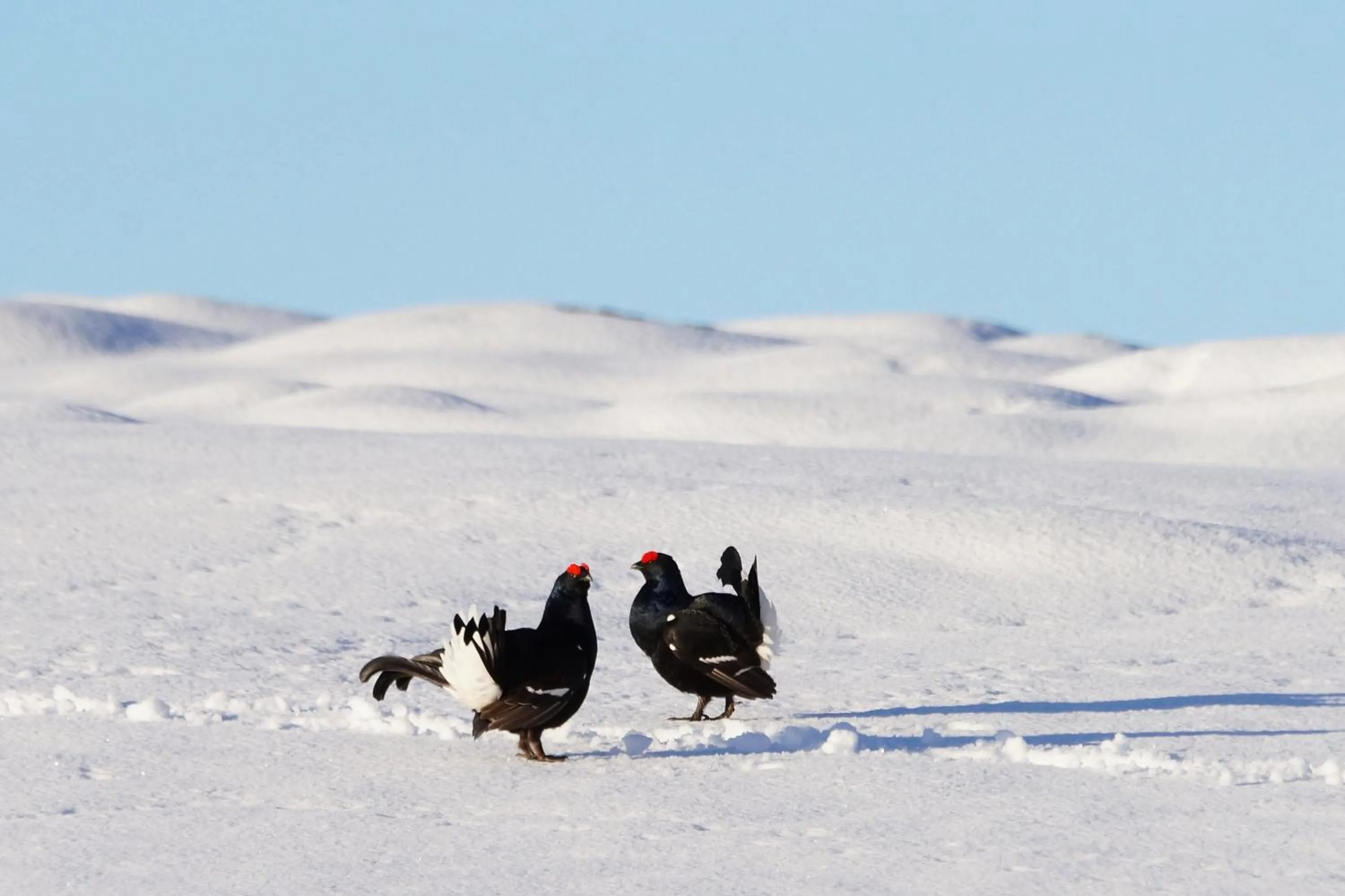 Animals in Hotel Zeit & Traum Privat SPA