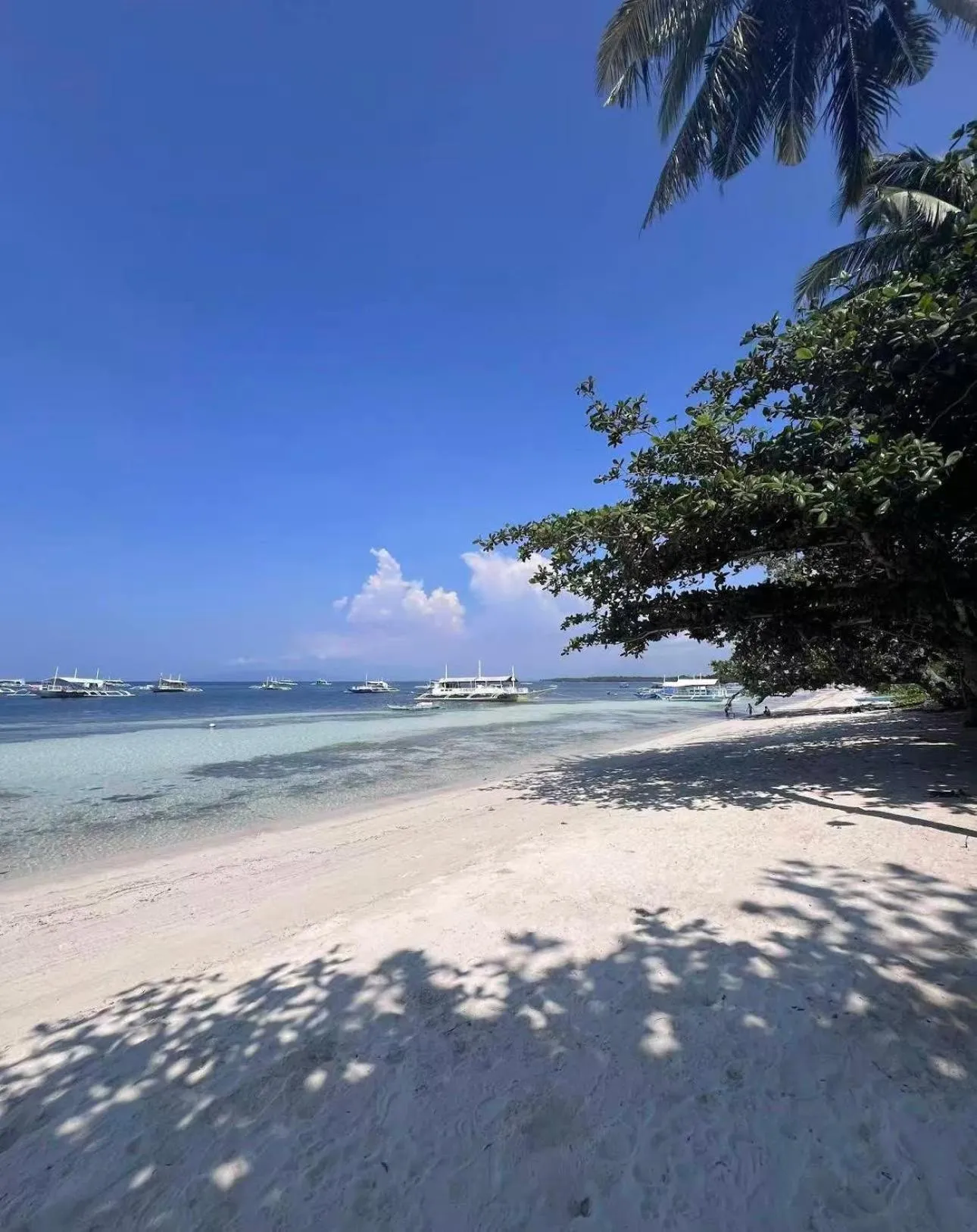 Bohol Panglao Begonia Resort