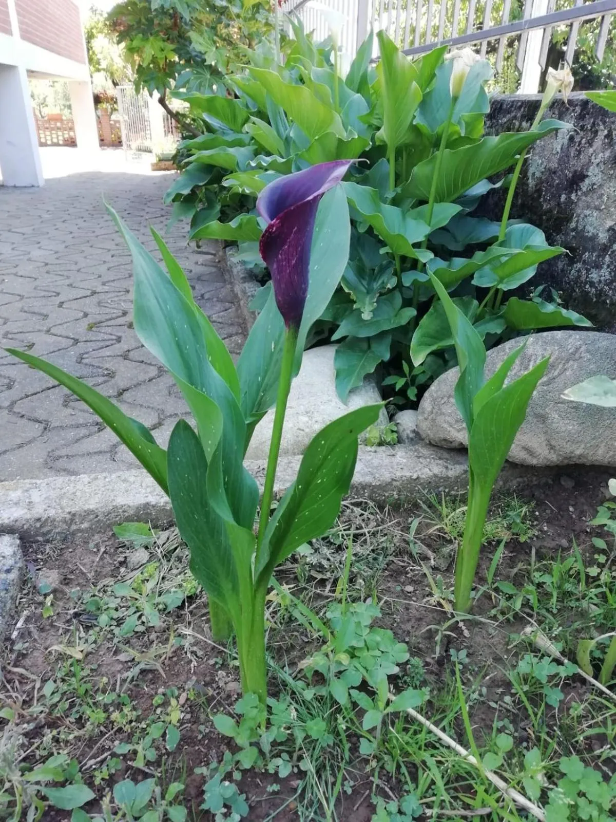 Garden in Villa Luisa B&B
