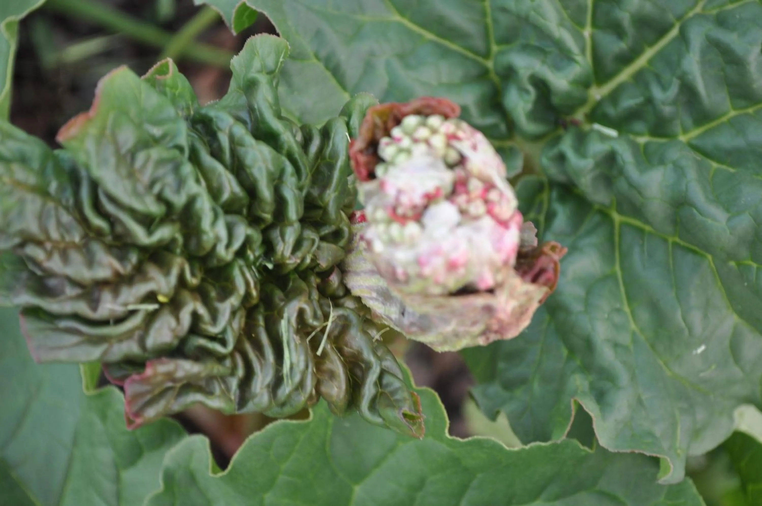 Spring in B&B Ambrosia