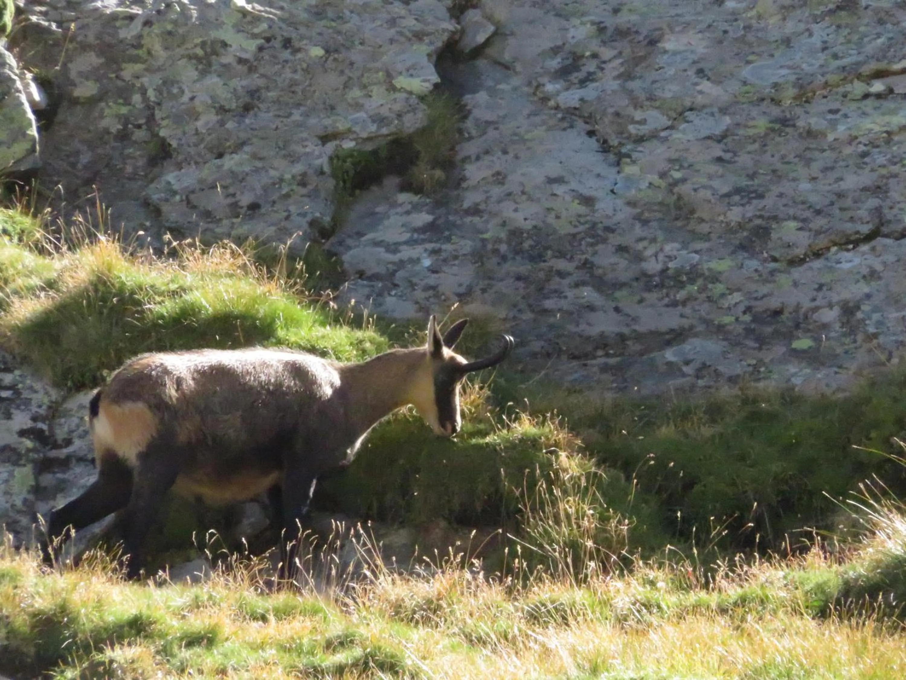 Summer in B&B Ambrosia