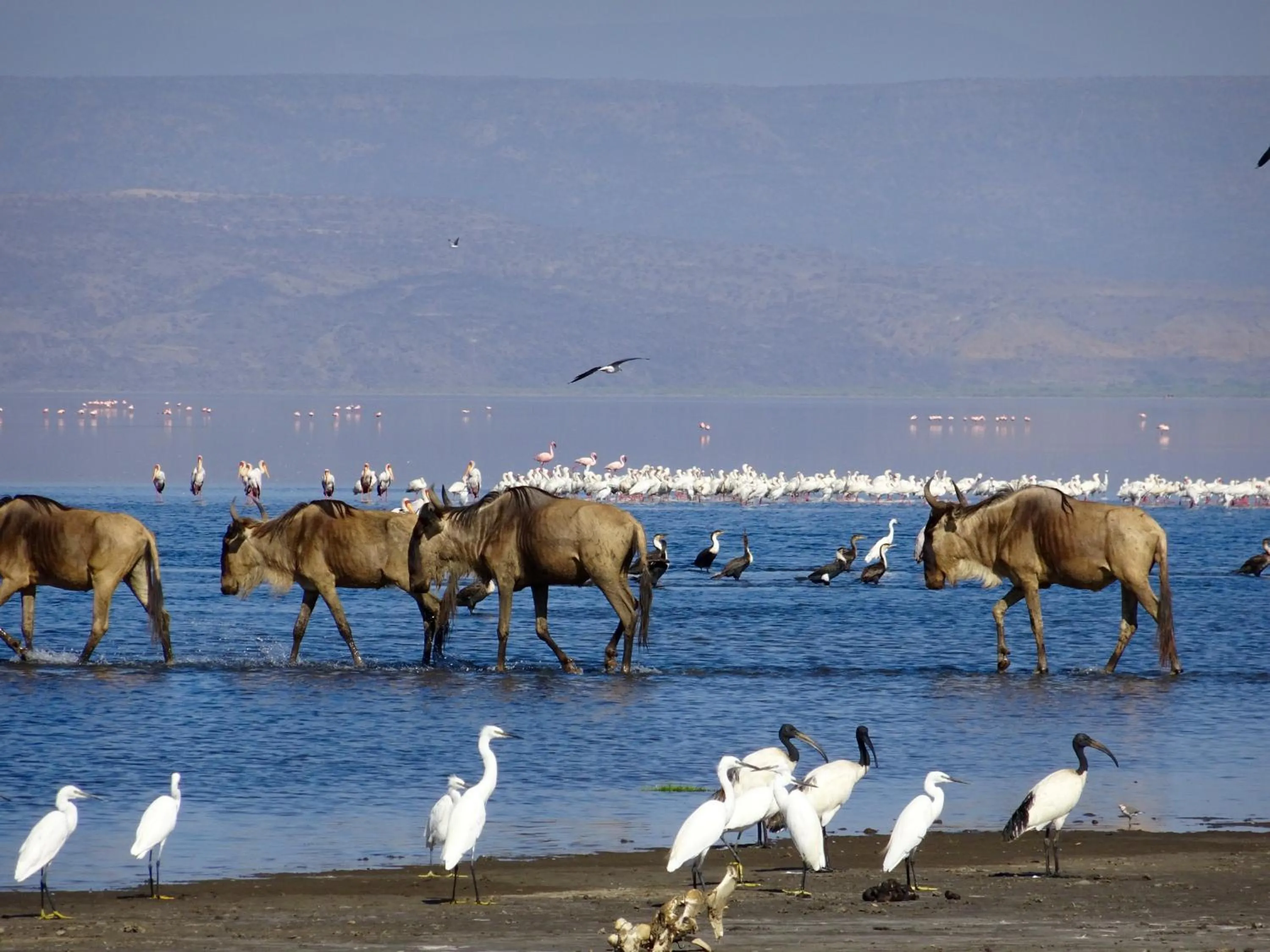 Garden in Africa Safari Lake Natron