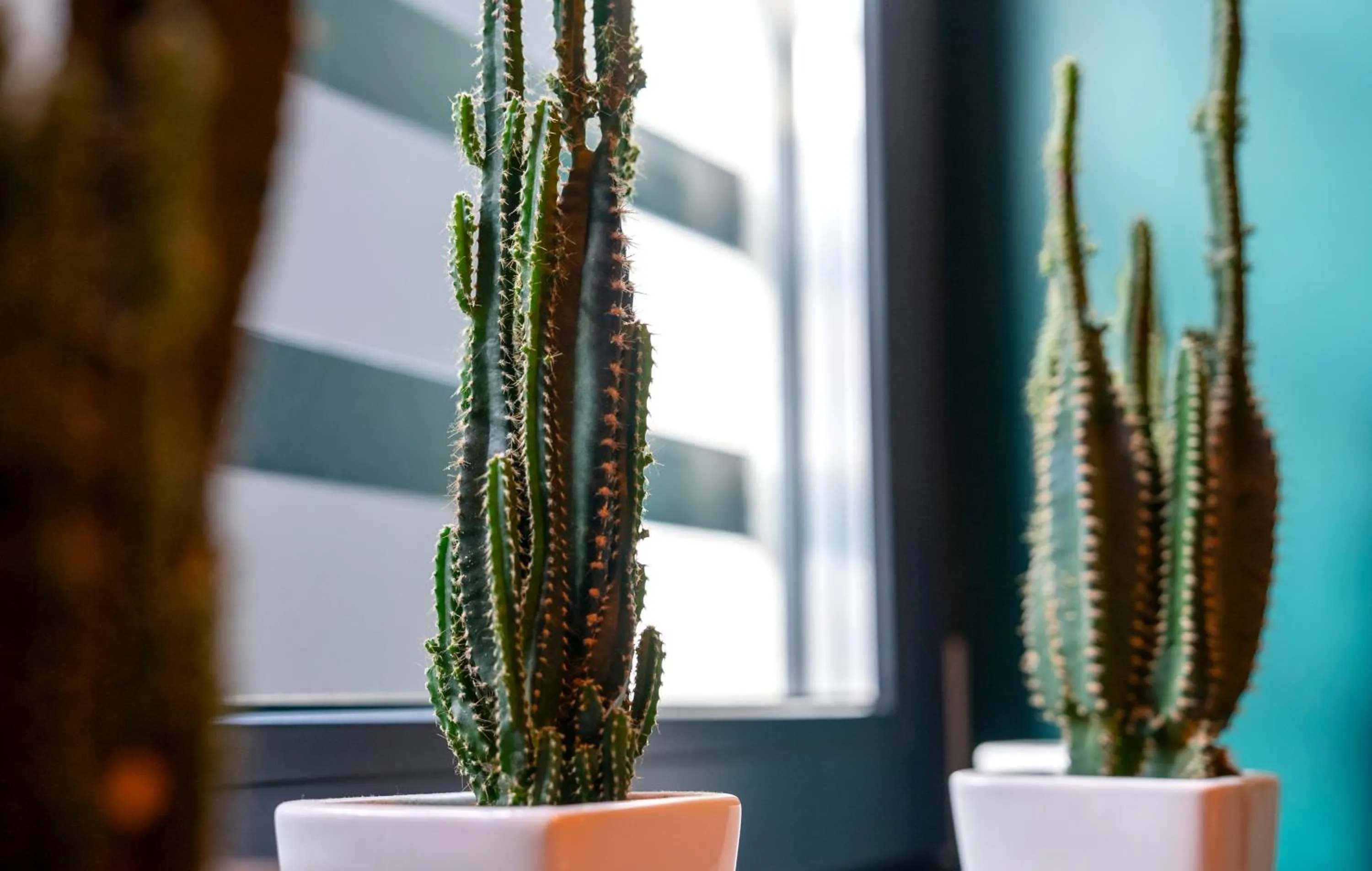 Kaktus Chill & Sleeping - 50 m od Rynku