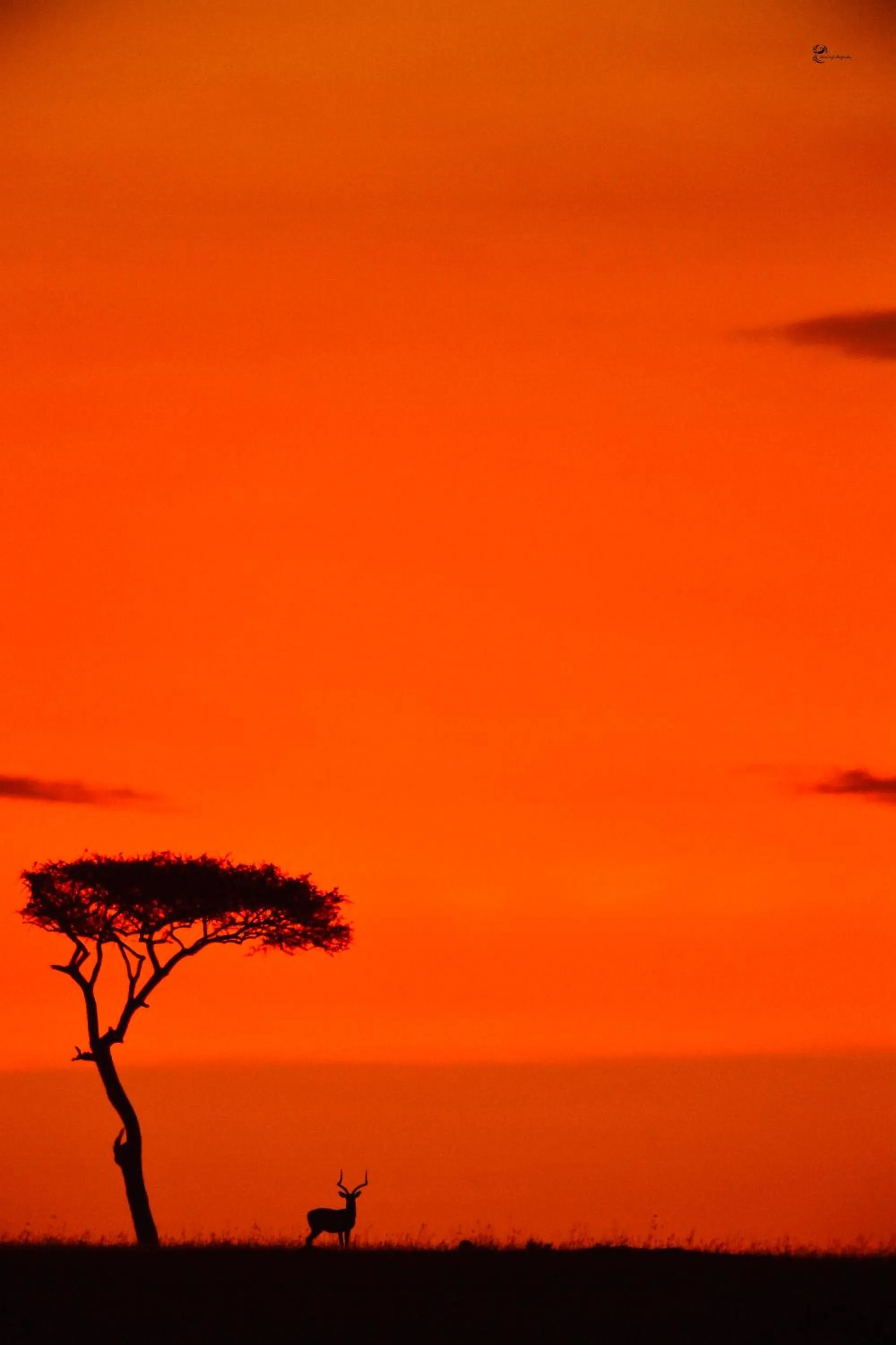 Day in Lorian safari camp limited