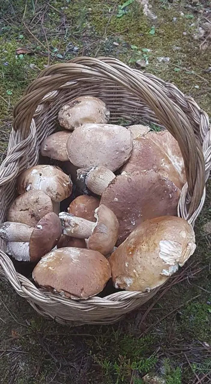 Bed And Breakfast Belvedere