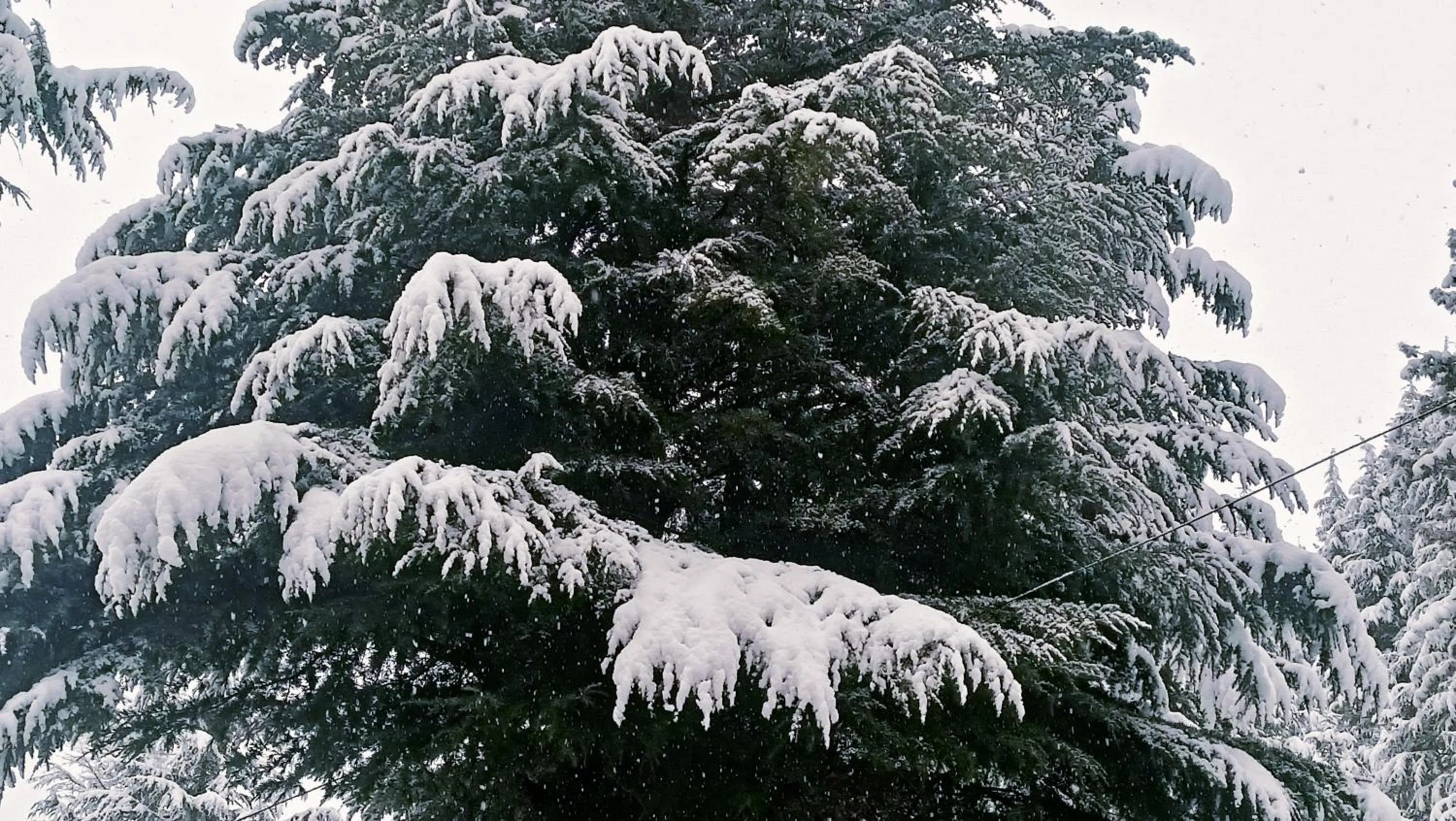 Natural landscape in Baan by Snow City Farm