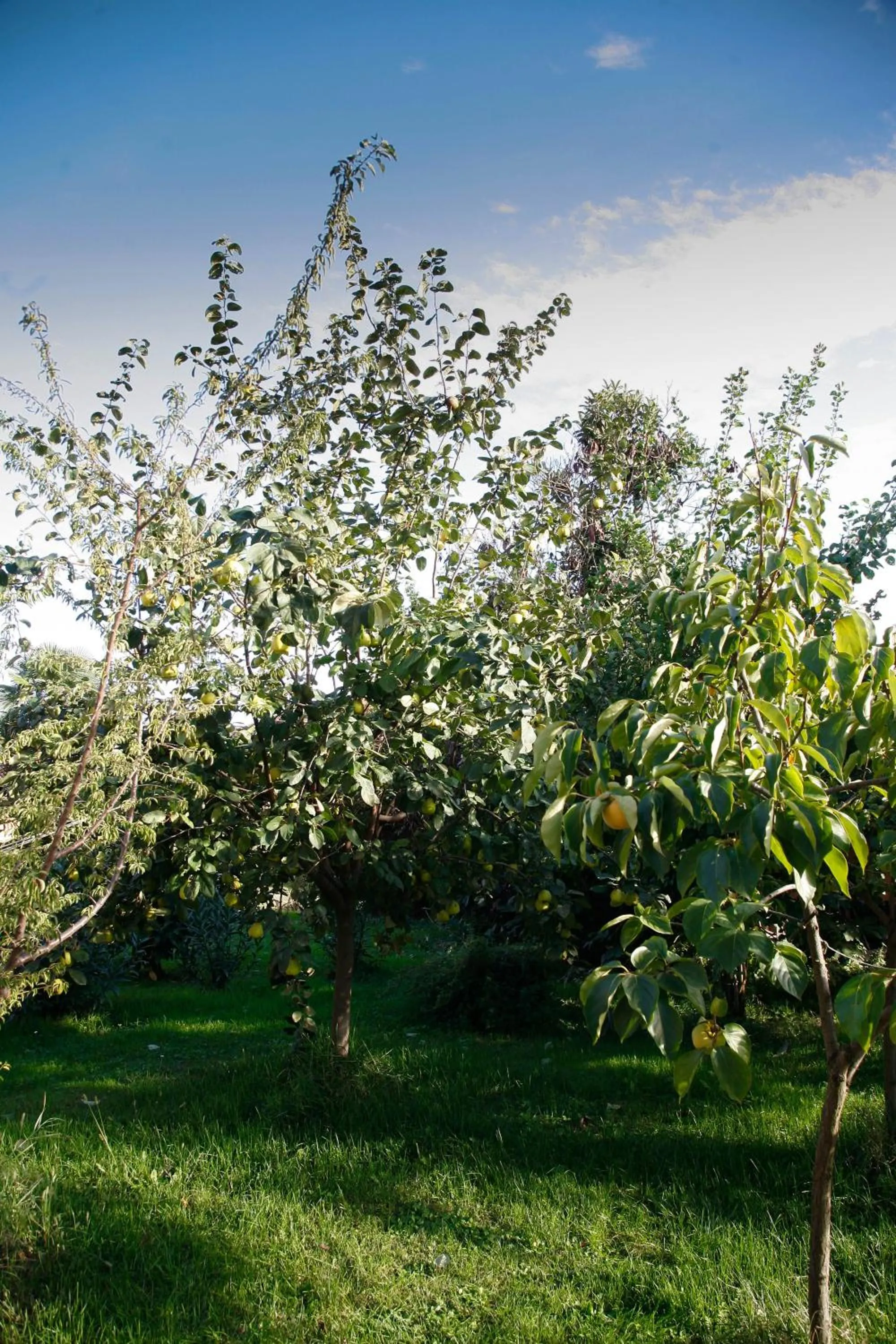 Spring in B&B Stradivari