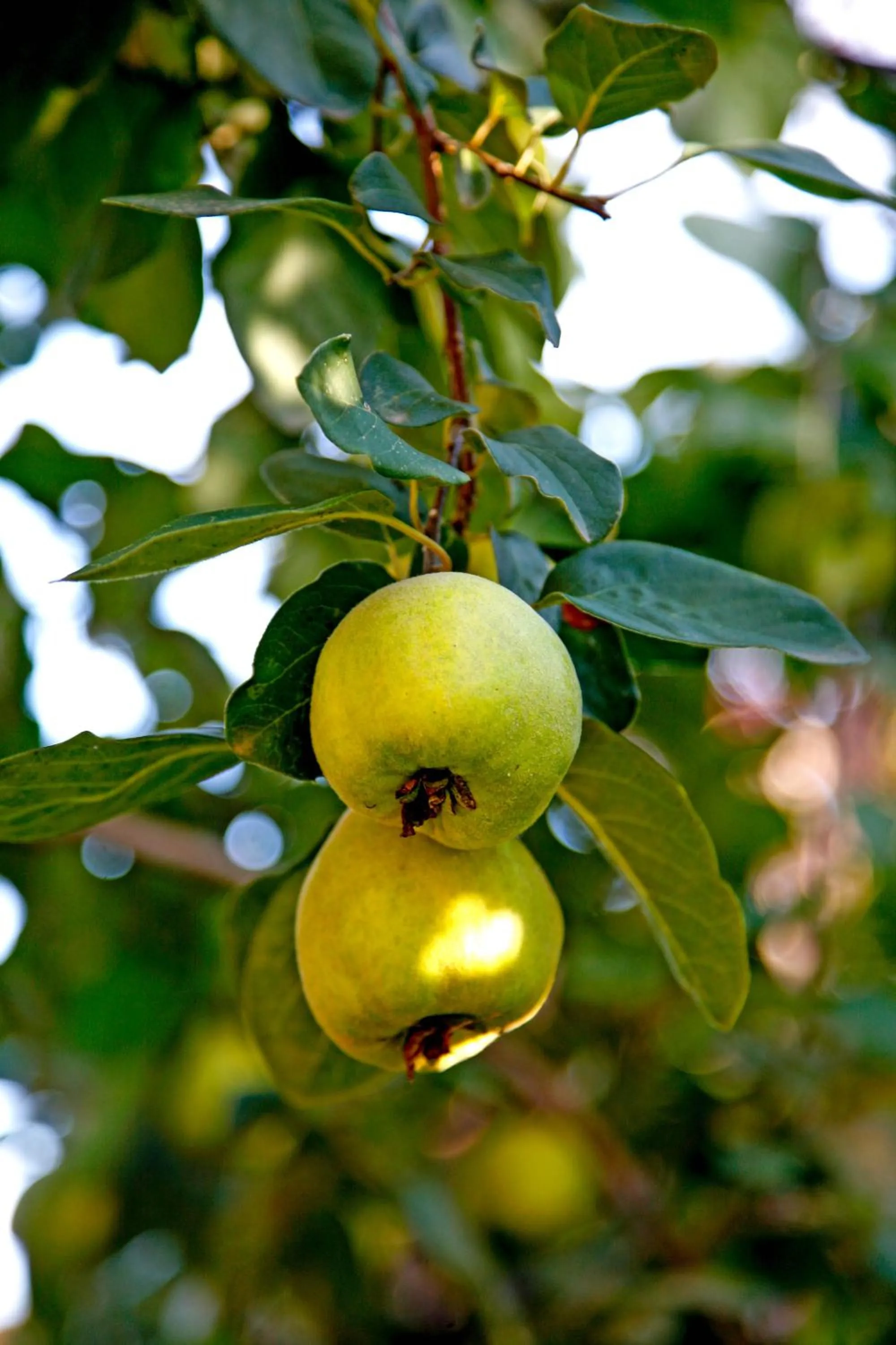 Spring in B&B Stradivari