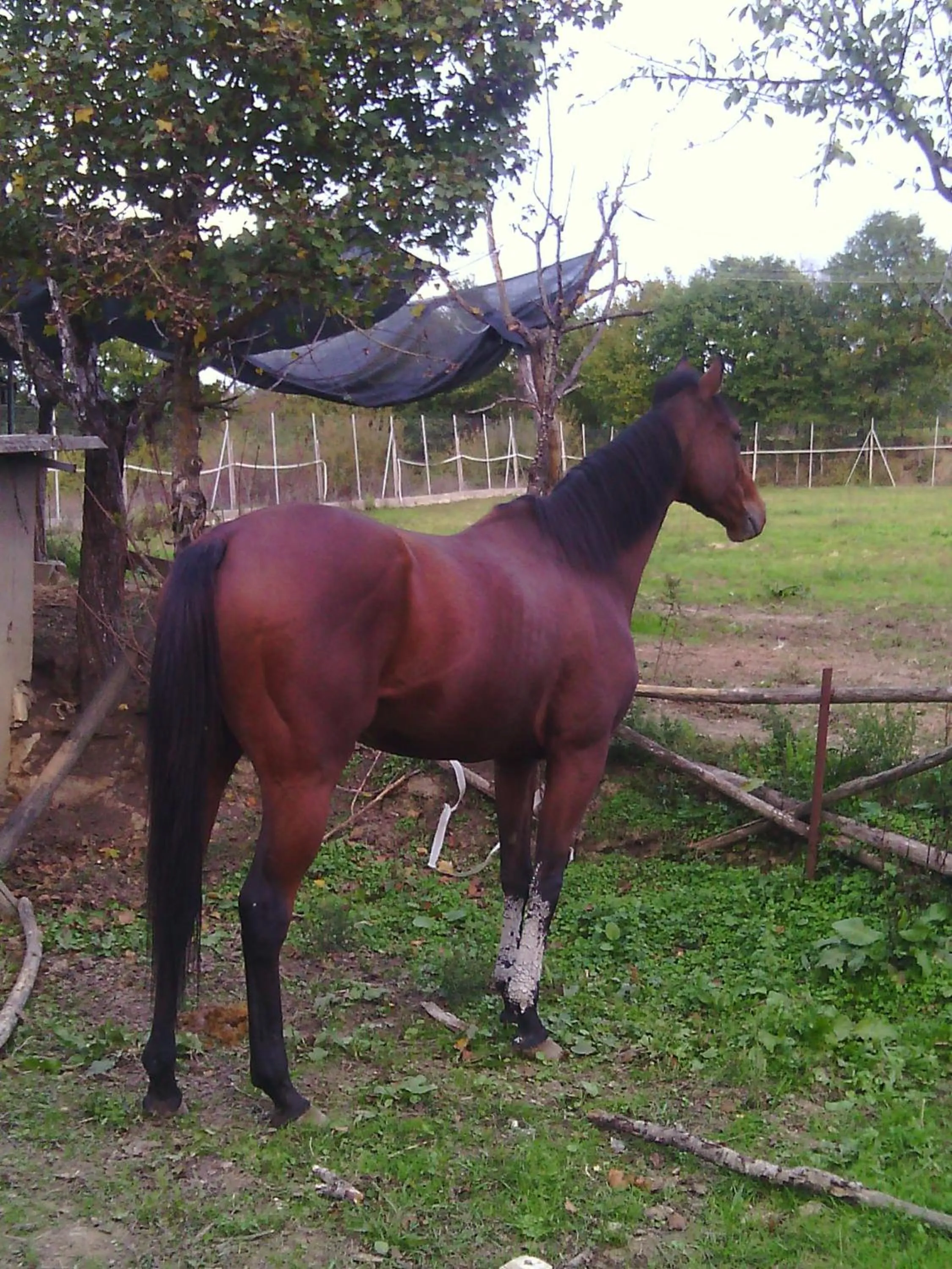 Artisti Del Cavallo Tourism