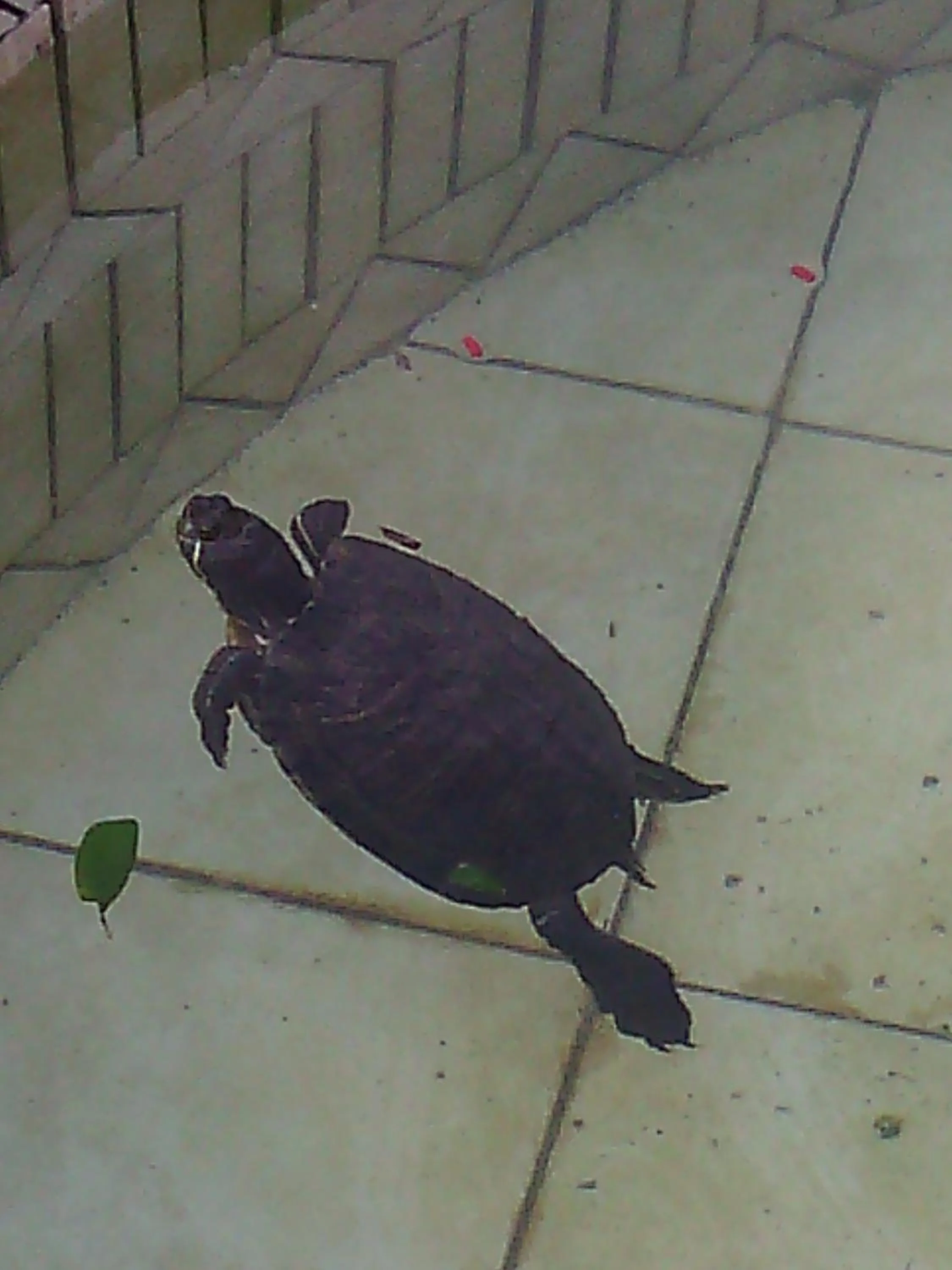 Artisti Del Cavallo Tourism