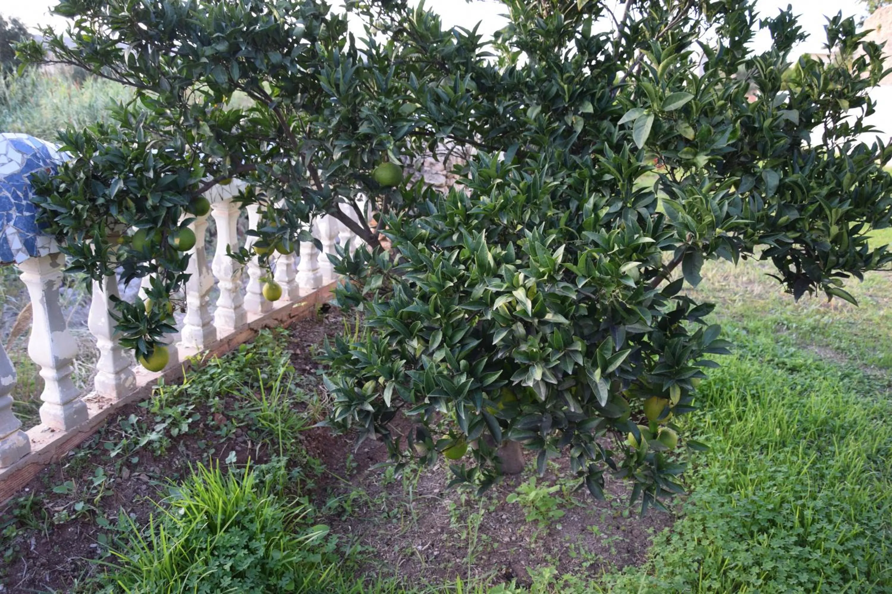 Garden in Hotel Leonor