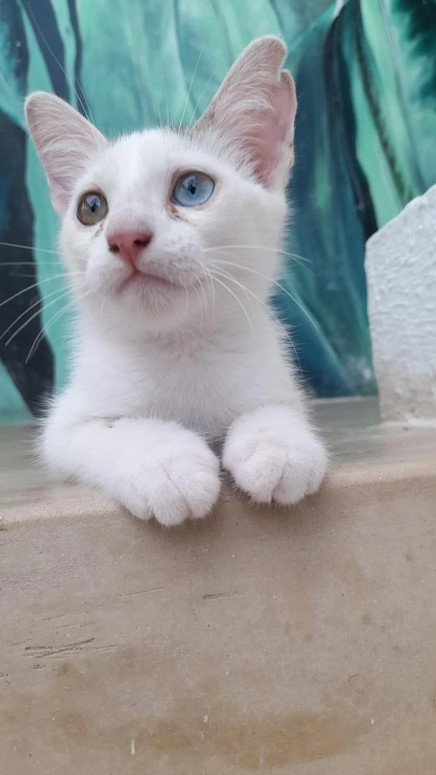 Pets in Gadea Boutique Hotel& Gadea Garden Italian Restaurant