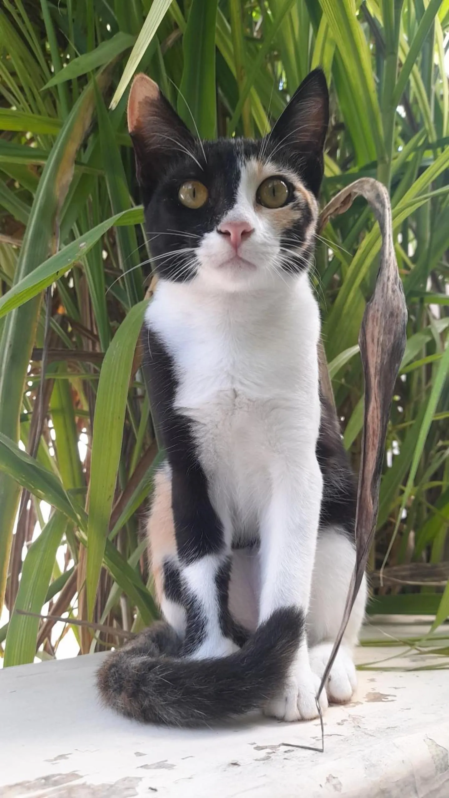 Pets in Gadea Boutique Hotel& Gadea Garden Italian Restaurant