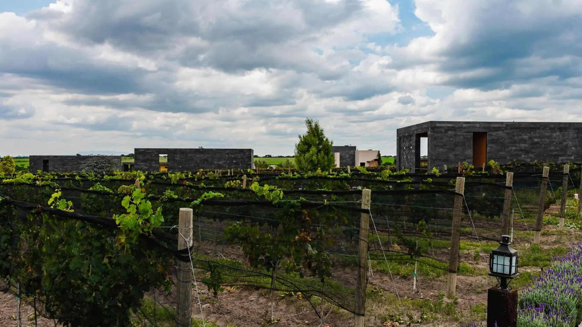 Natural landscape in Casa Raíces Hotel Luxury & Viñedo