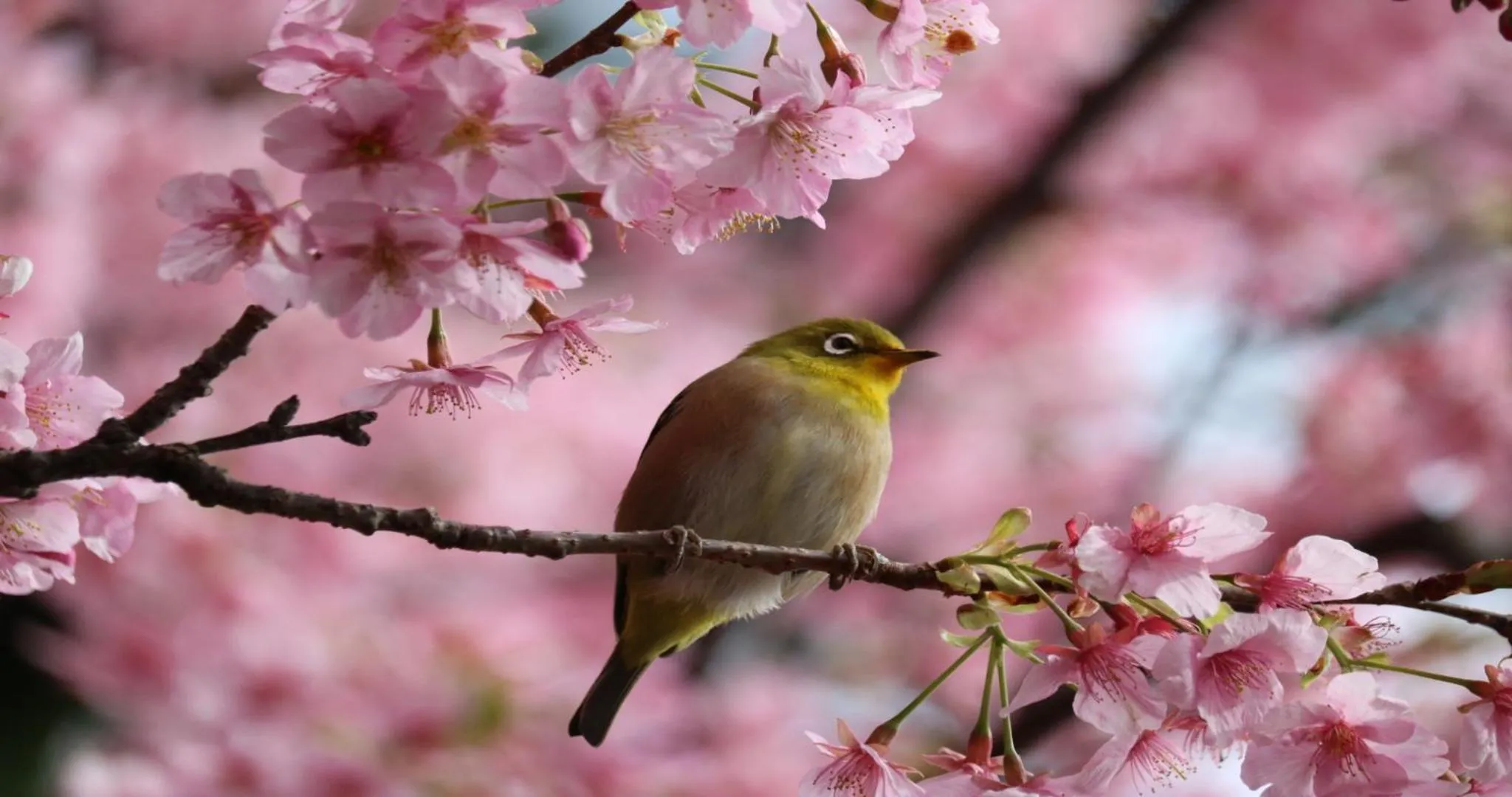 Nearby landmark in KAMENOI HOTEL Yaizu