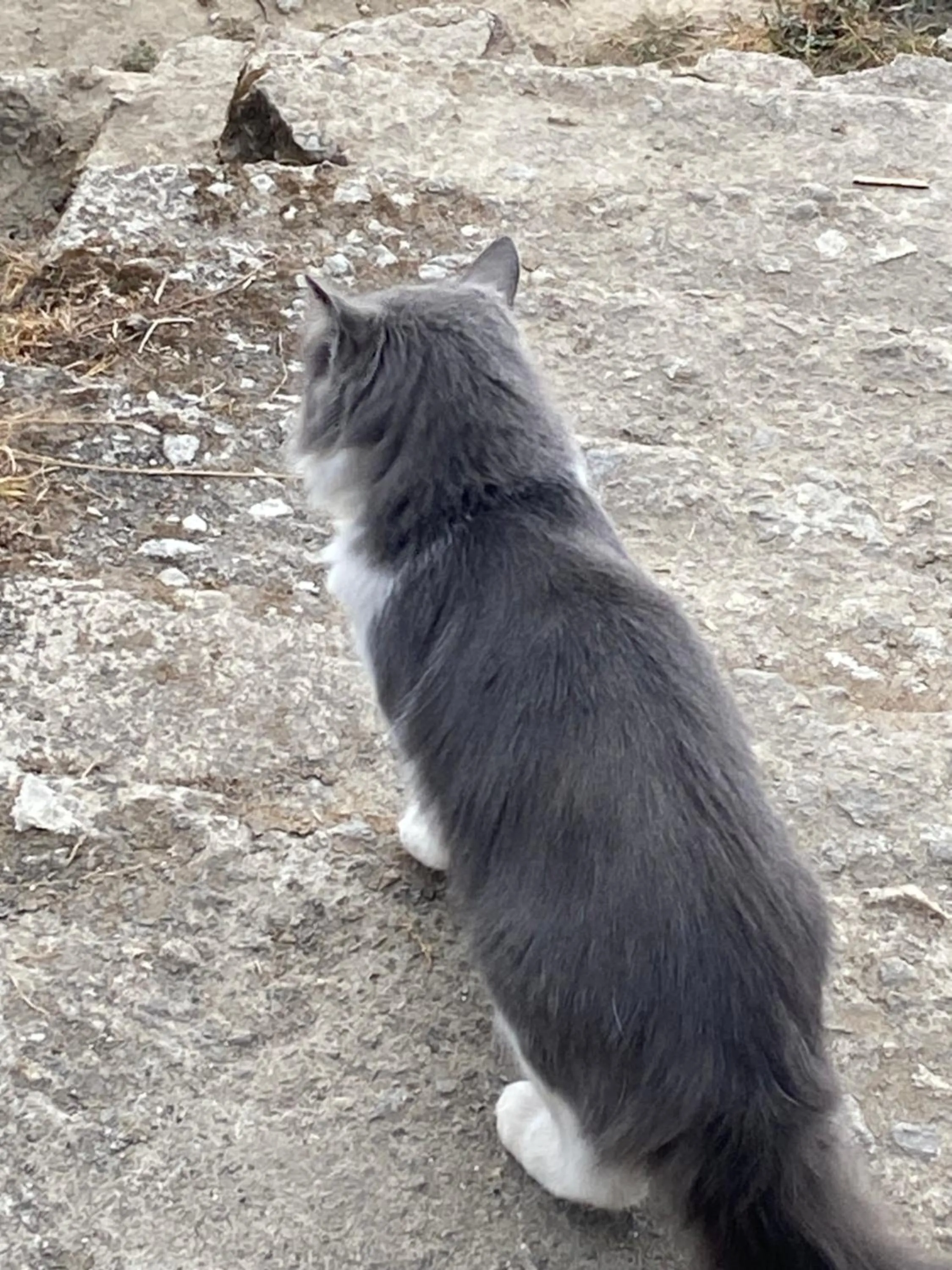 Pets in Sandeep Homestay