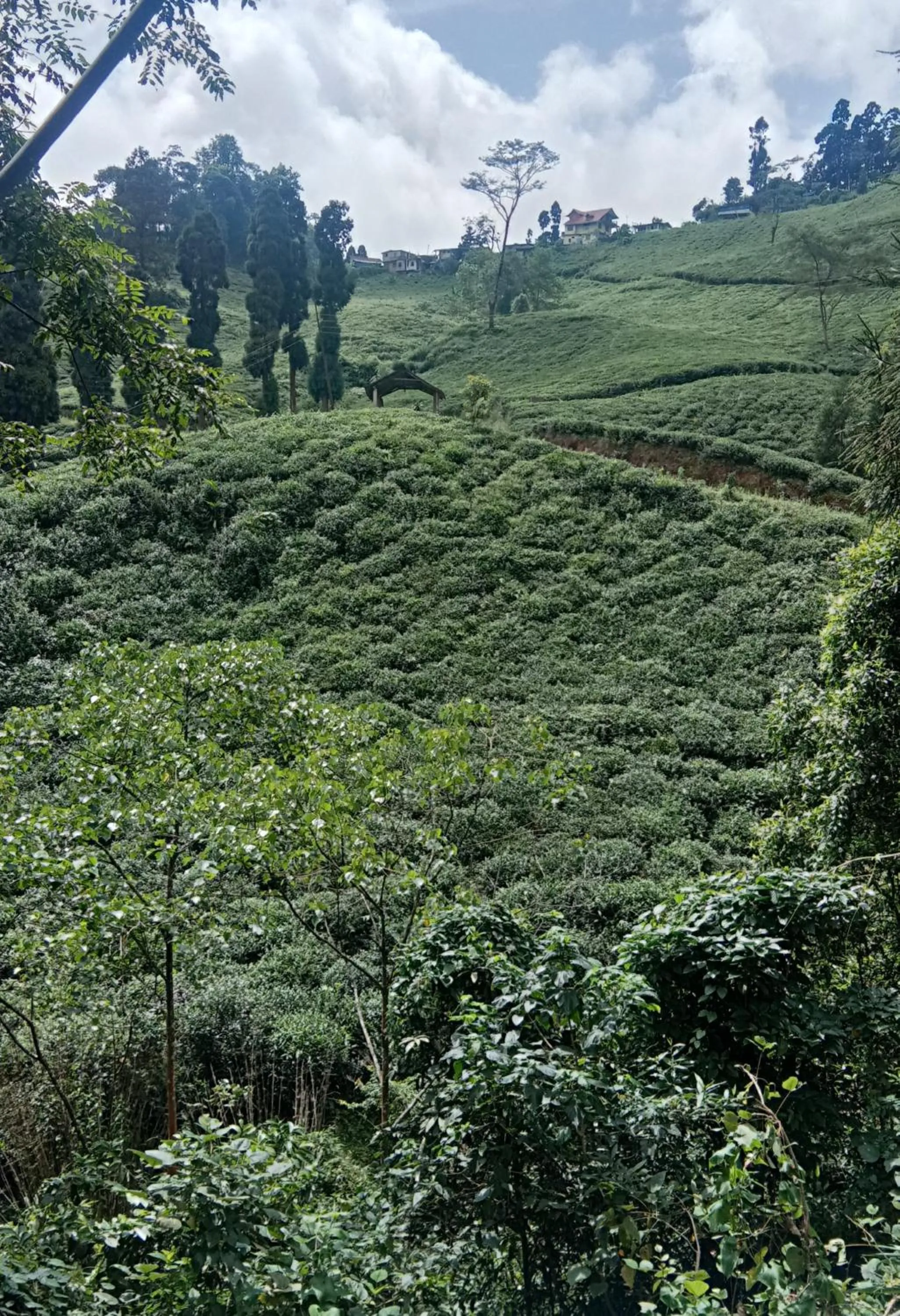 Natural landscape in Sandeep Homestay