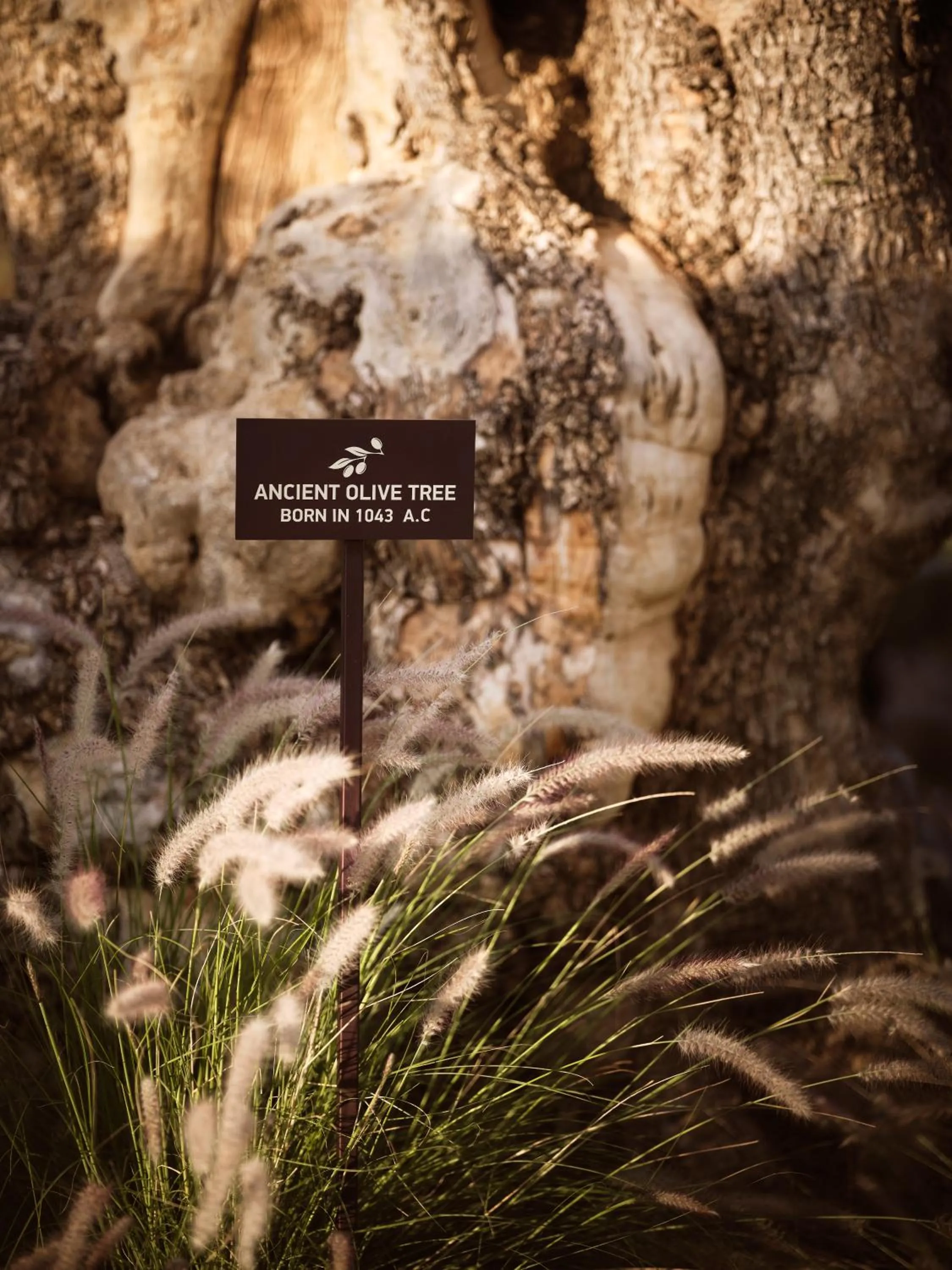 Restaurant/places to eat in Acro Suites - A Wellbeing Resort