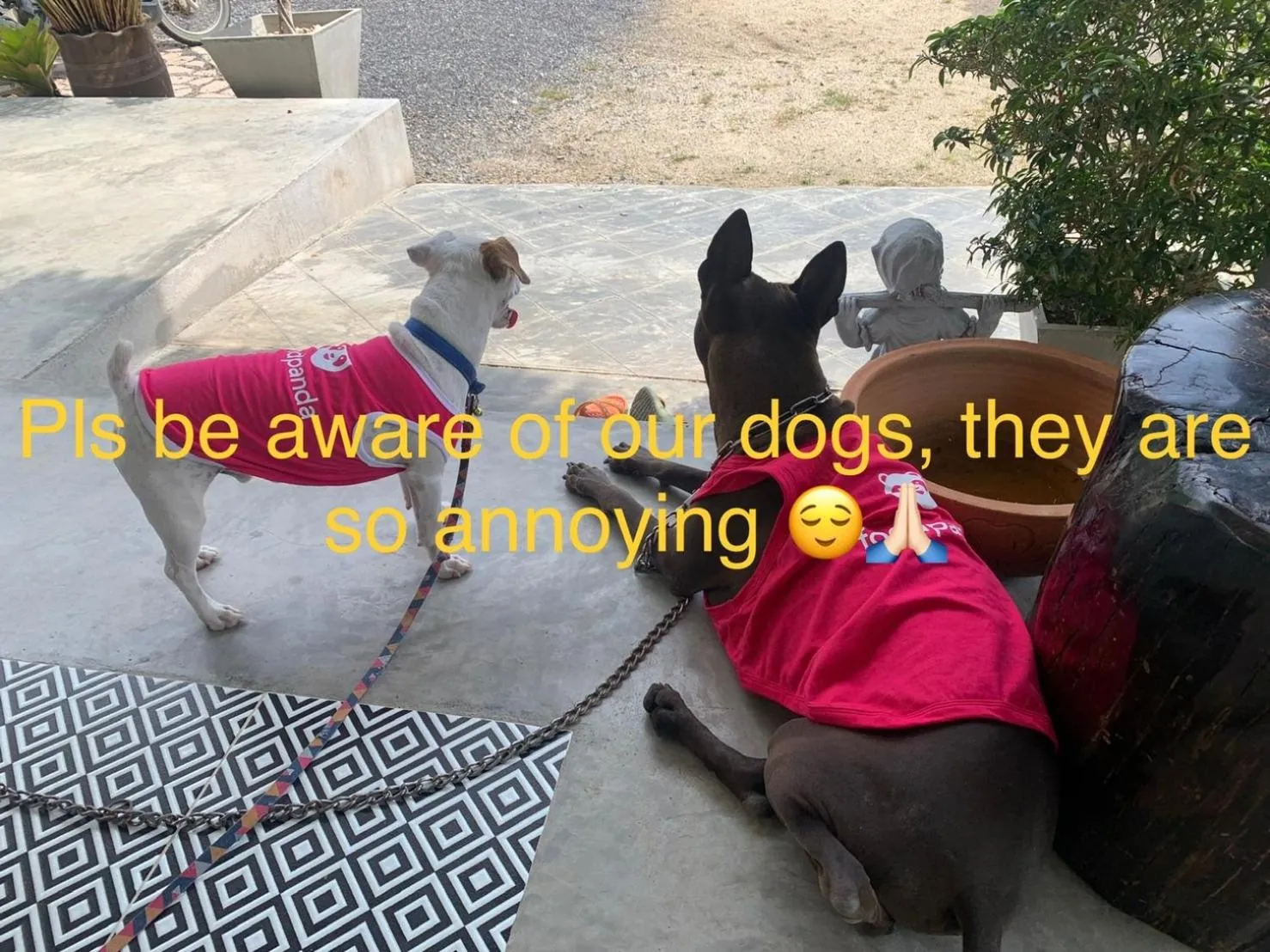 Pets in Phangan Hometown Resort - Adults Only