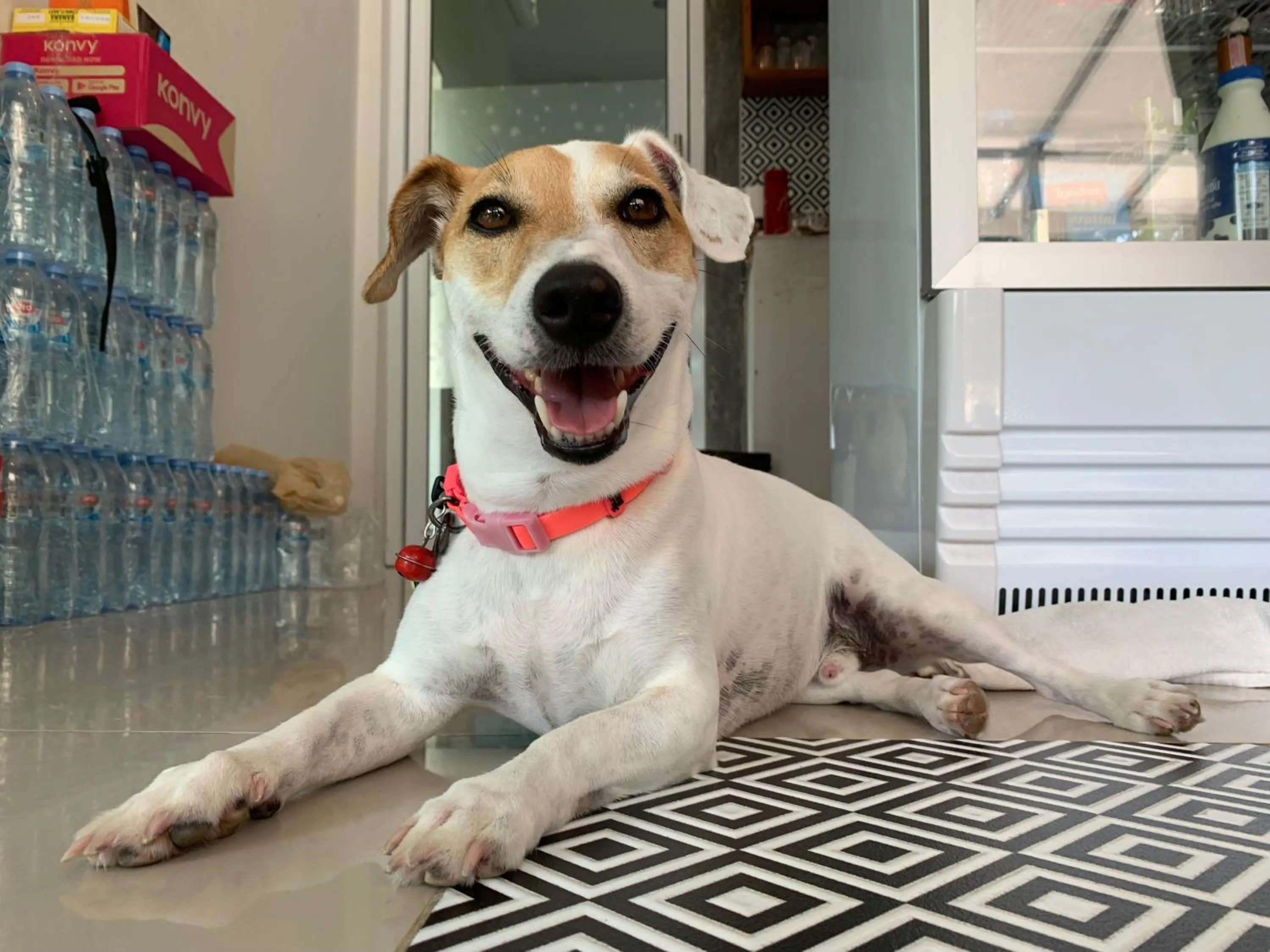 Pets in Phangan Hometown Resort - Adults Only