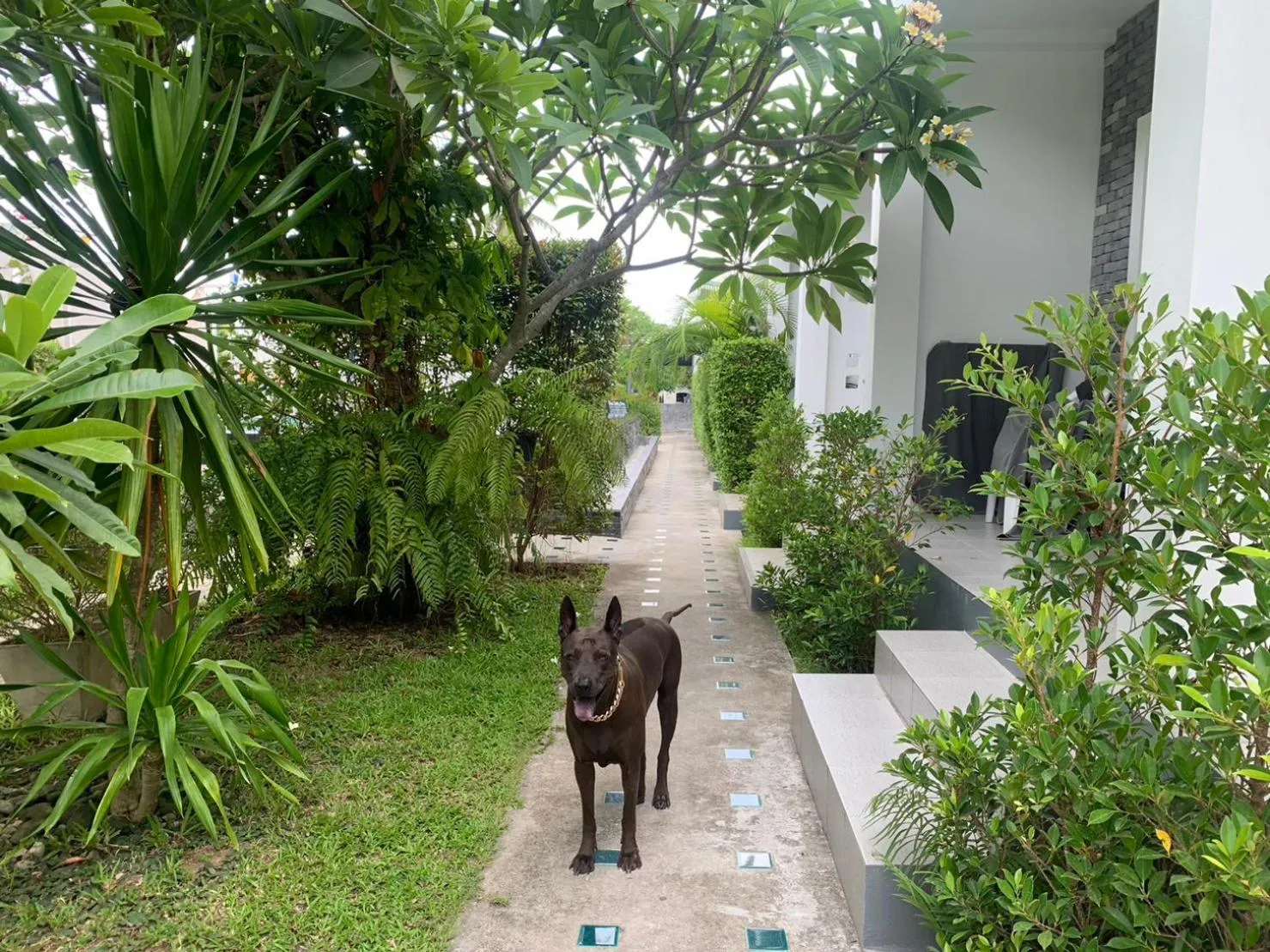 Pets in Phangan Hometown Resort - Adults Only