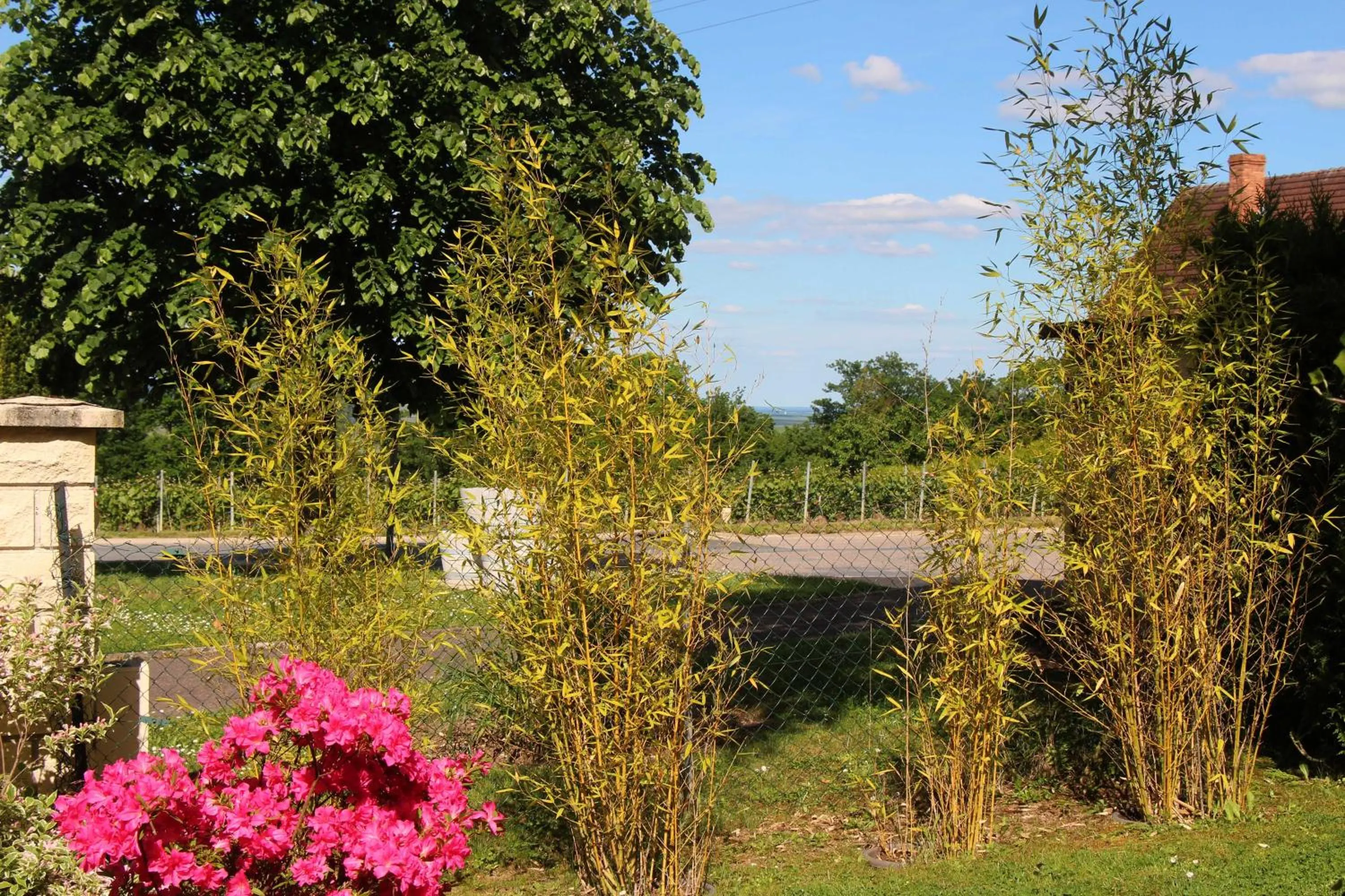 Garden in LA TUILIERE