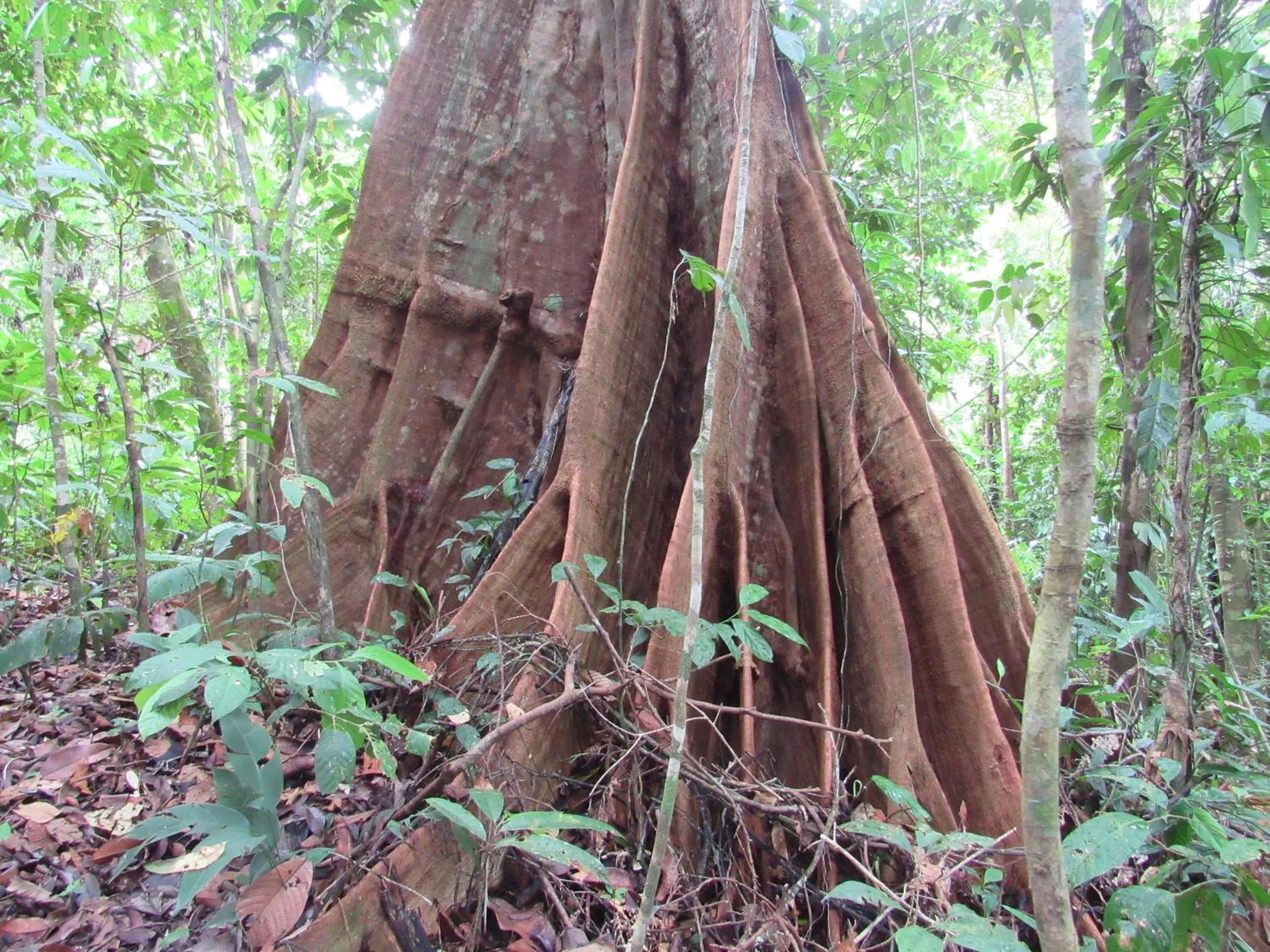 Natural landscape in Drake Bay Greenleaf