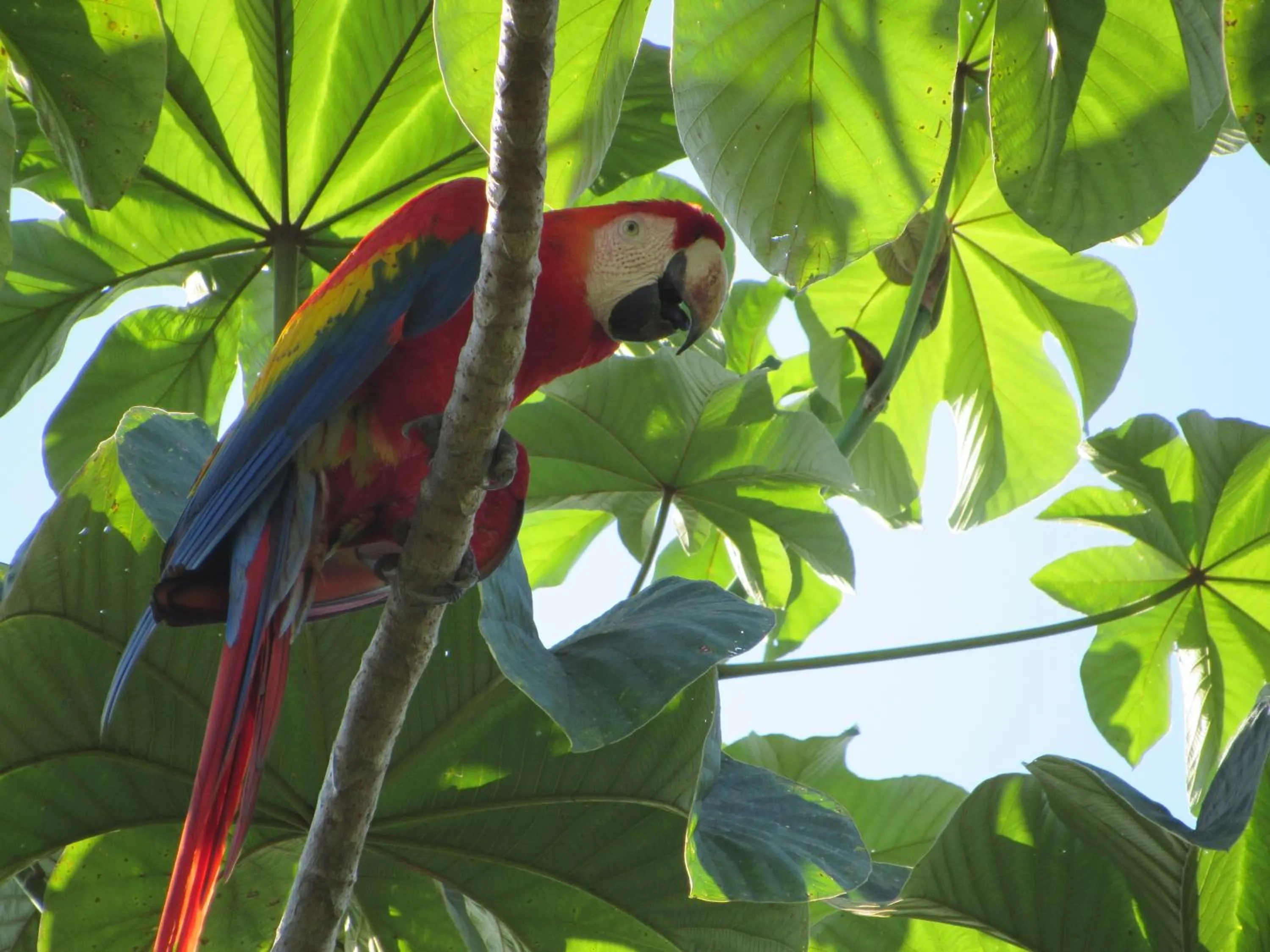 Animals in Drake Bay Greenleaf