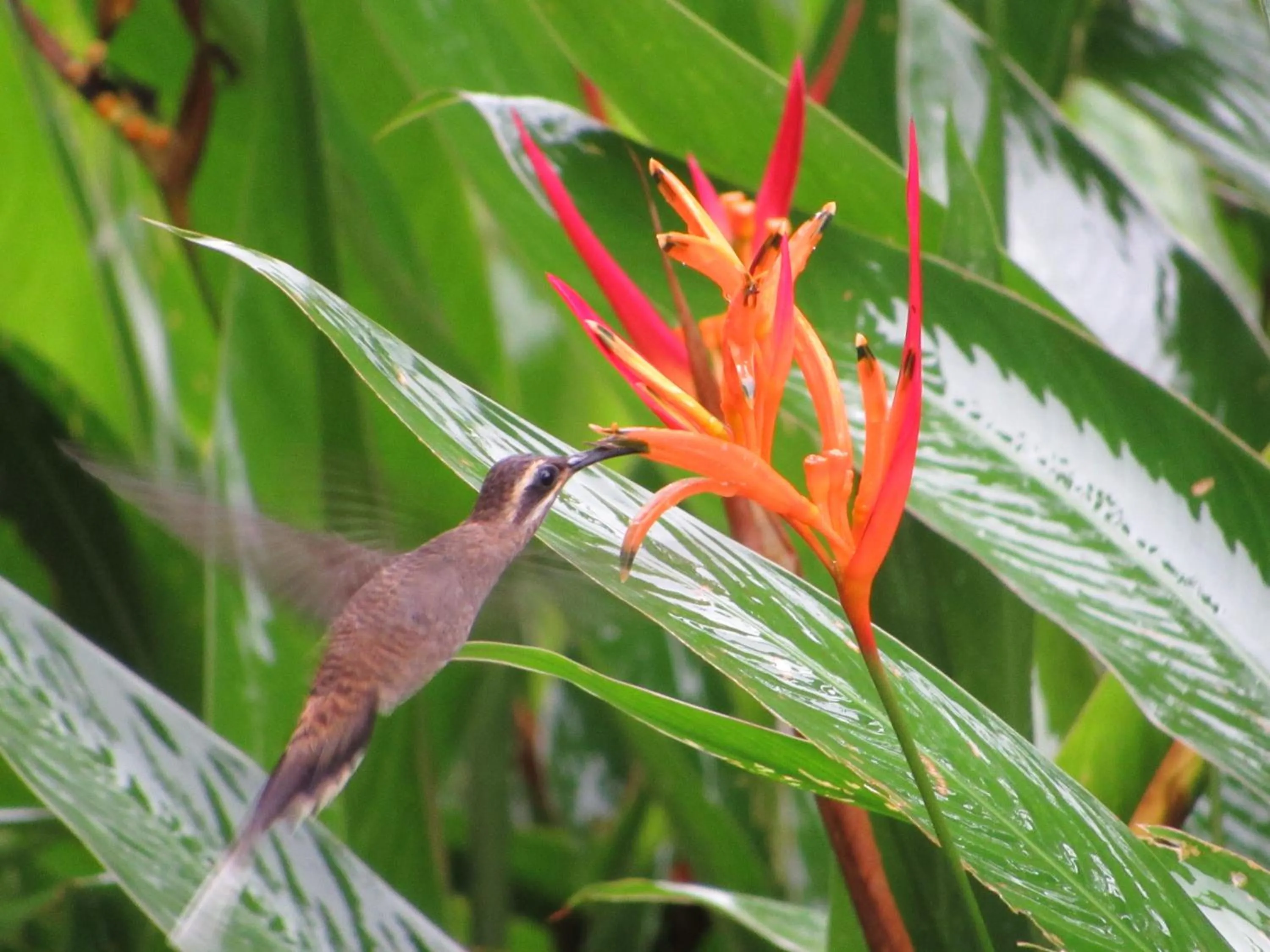 Animals in Drake Bay Greenleaf