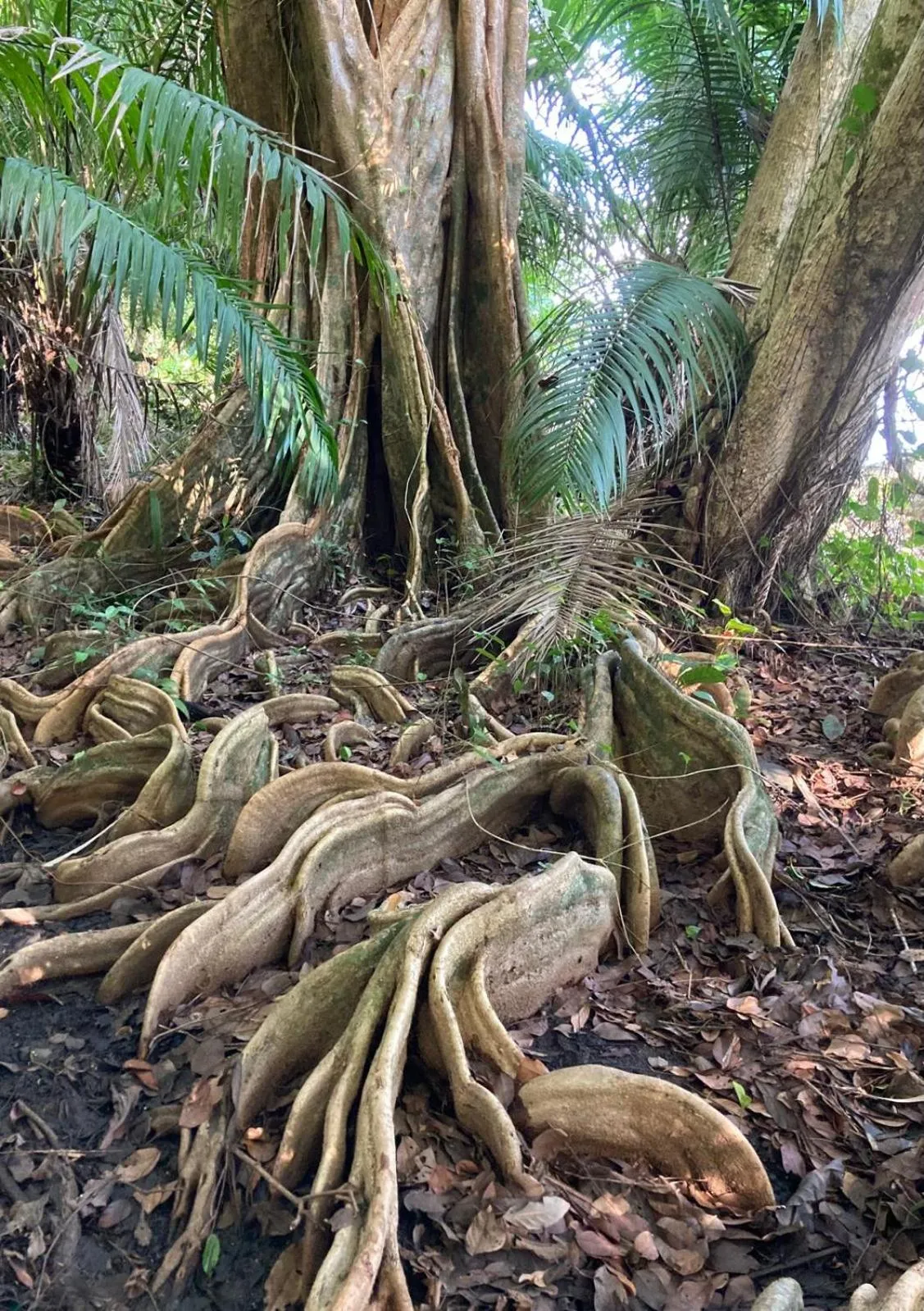 Natural landscape in Corcovado & Drake Inn