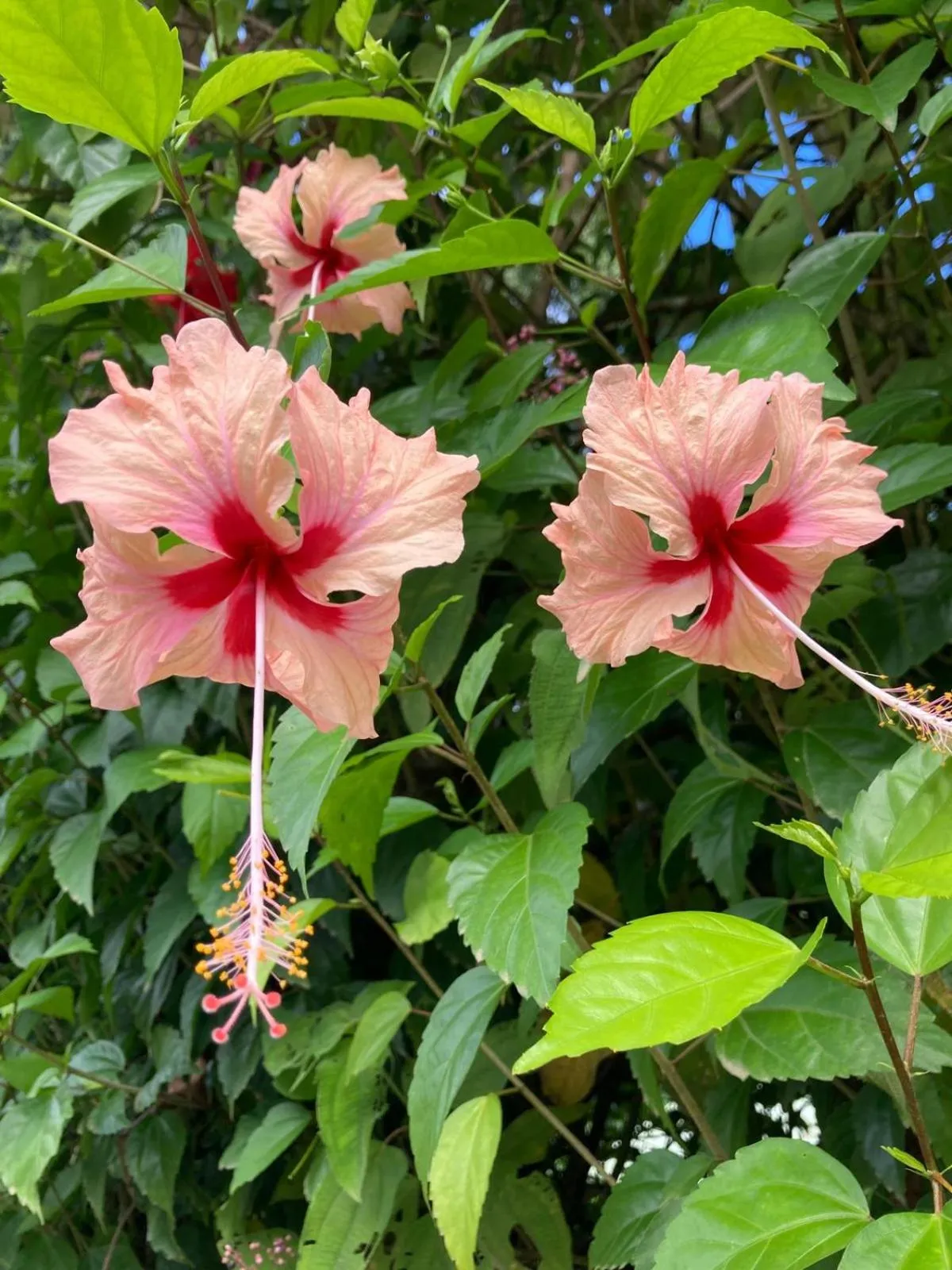 Garden in Corcovado & Drake Inn