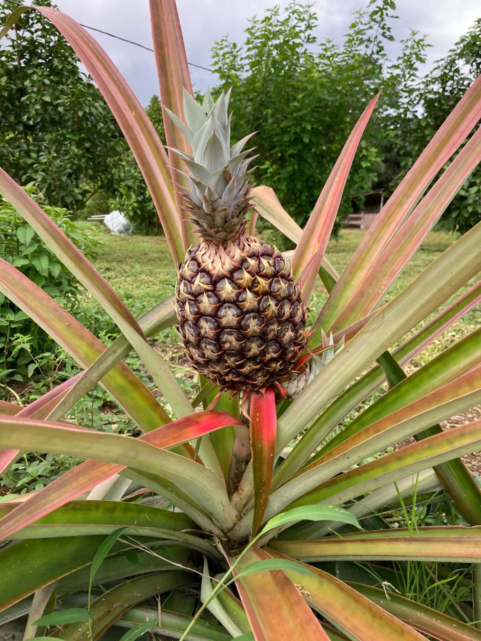 Garden in Corcovado & Drake Inn