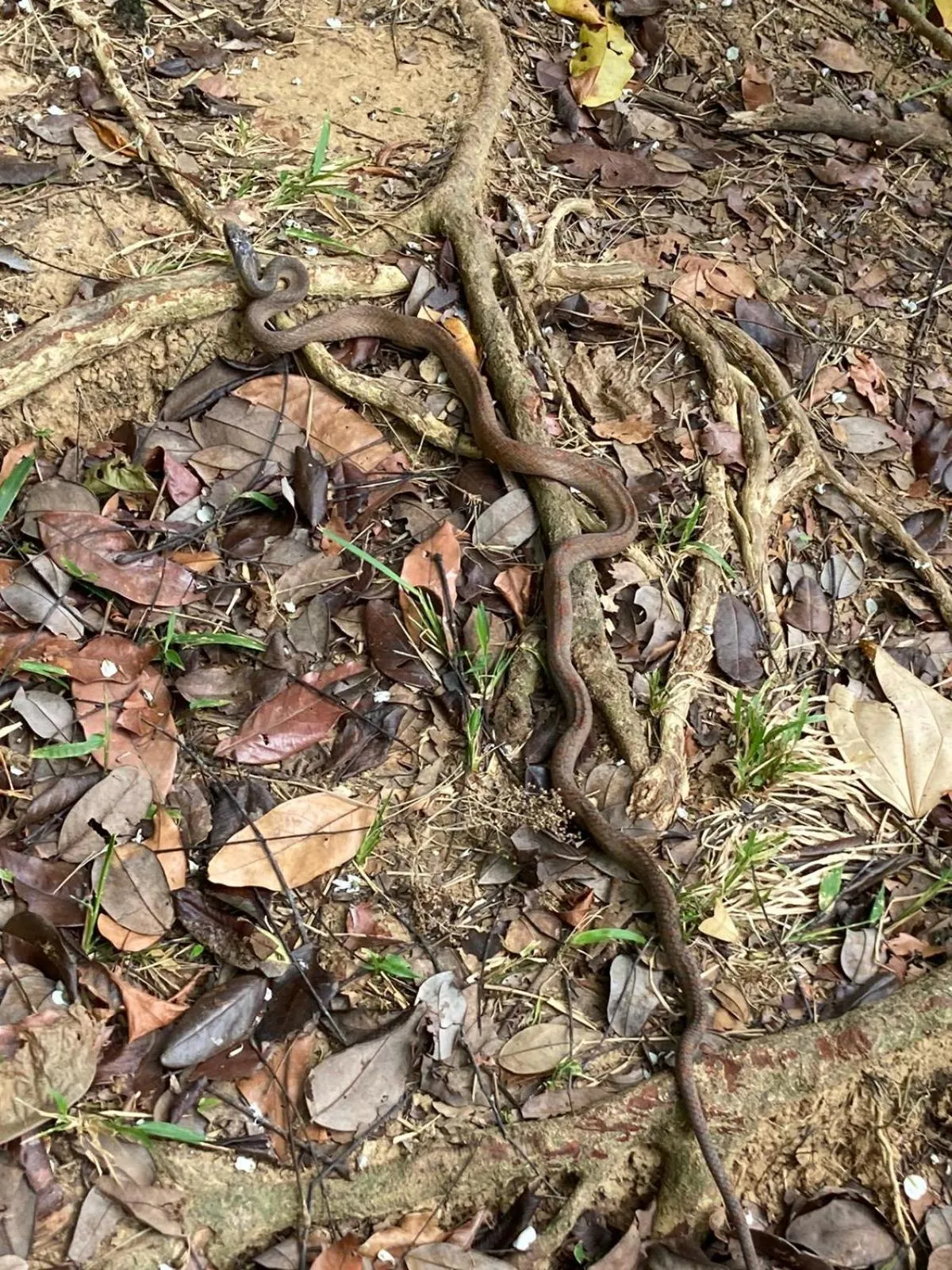 Natural landscape in Corcovado & Drake Inn