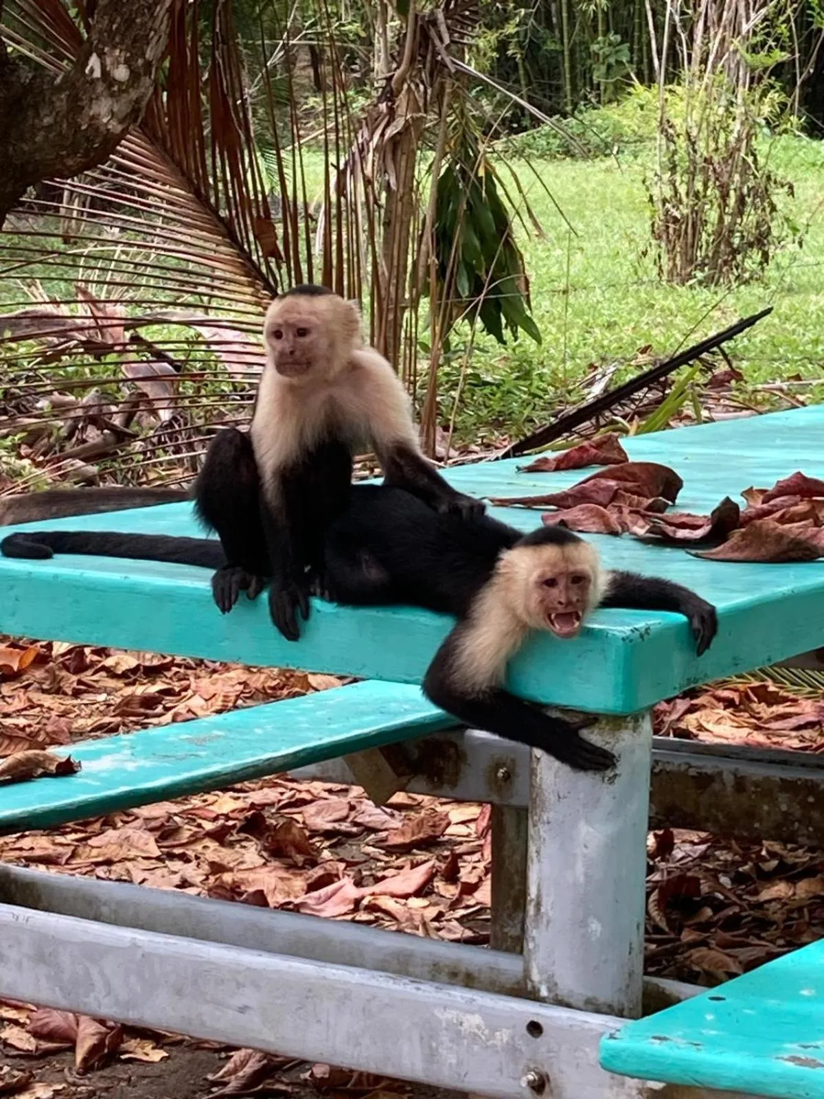 Day in Corcovado & Drake Inn