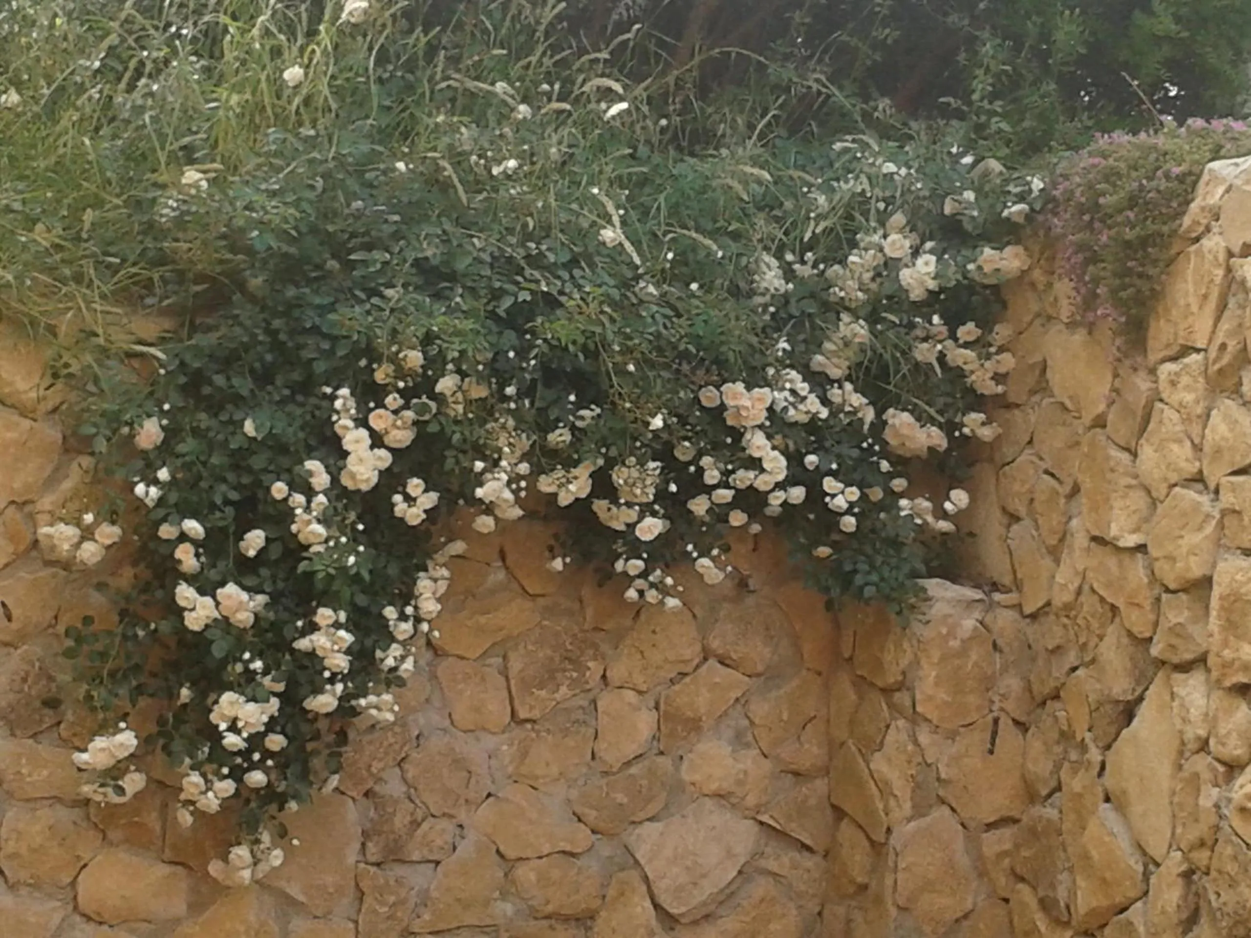 Garden in Il Locandiere