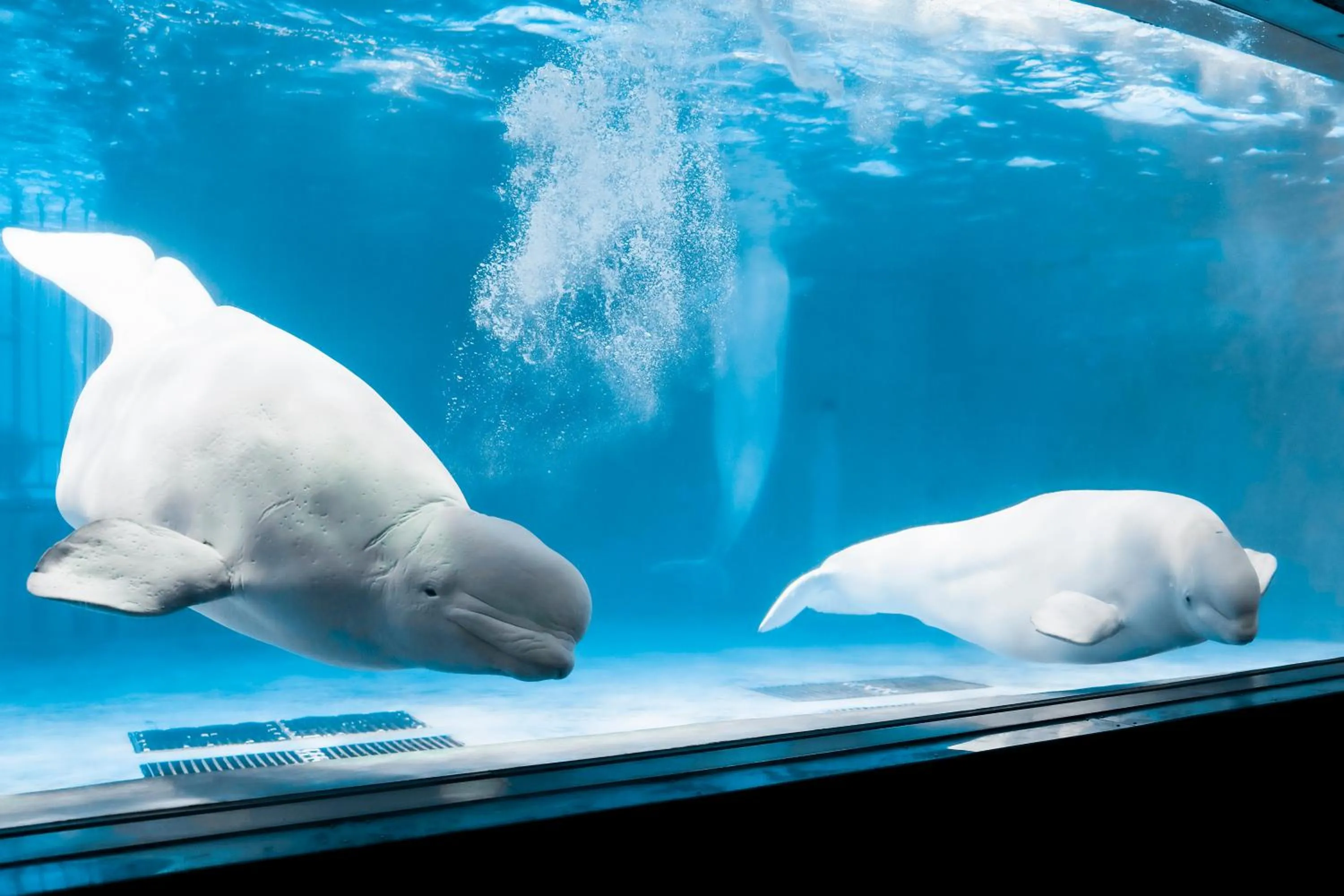 Nearby landmark in KAMENOI HOTEL Kamogawa