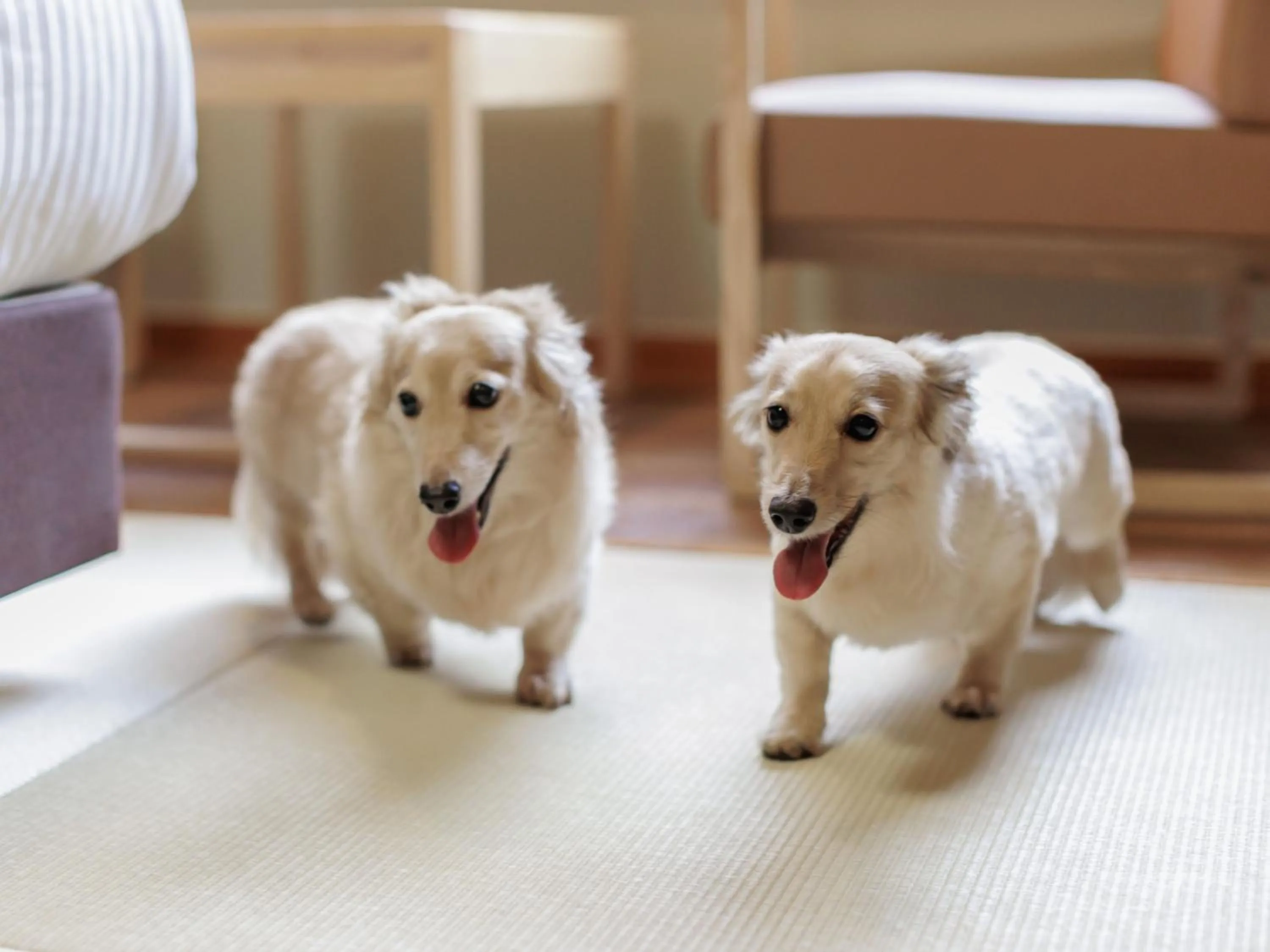 Pets in KAMENOI HOTEL SHIOBARA Dog Friendly Hotel
