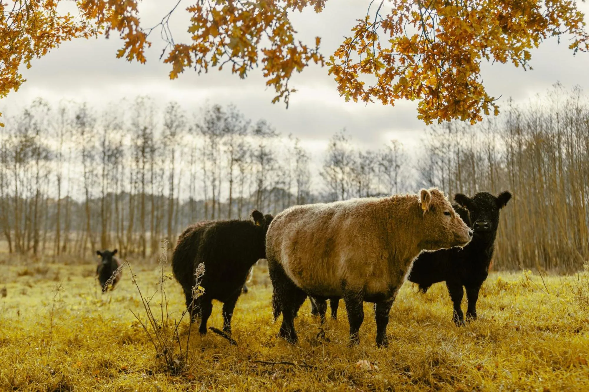 Off site in Antik-Hof Bissee