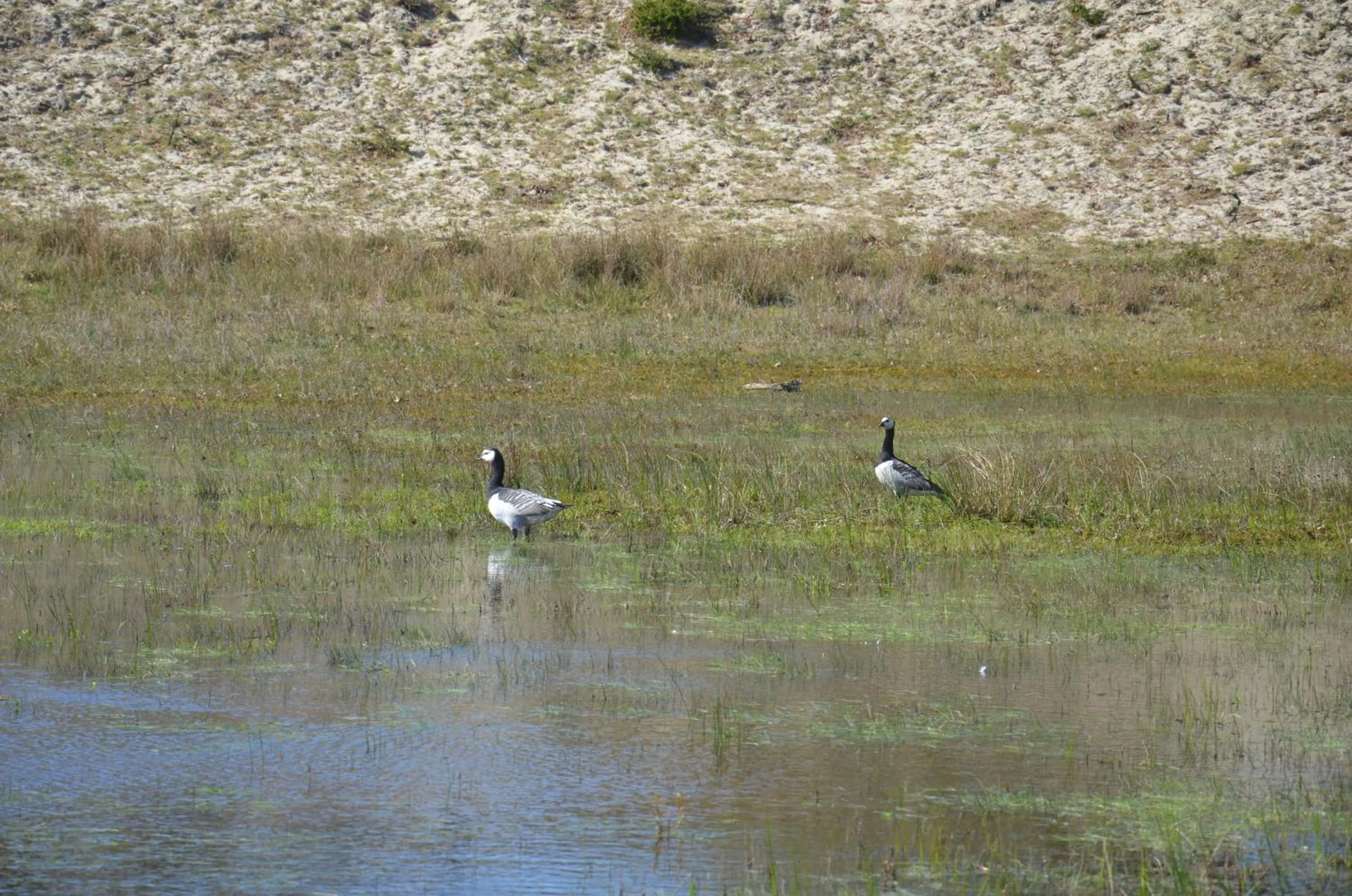 Natural landscape in B&B Onder de Molen