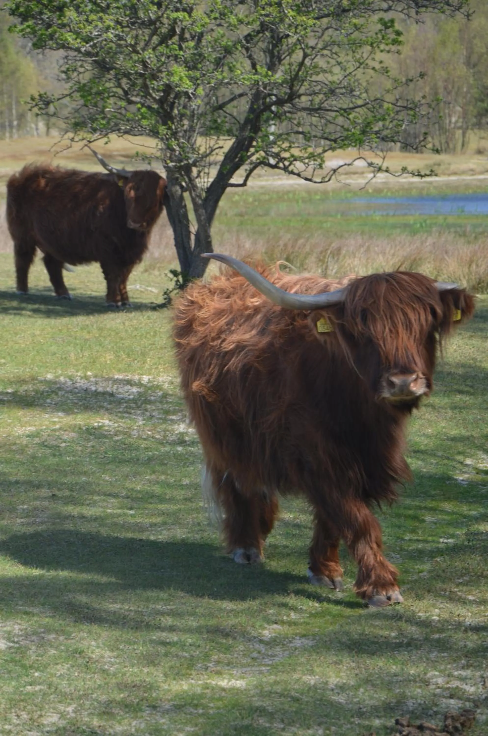 Natural landscape in B&B Onder de Molen