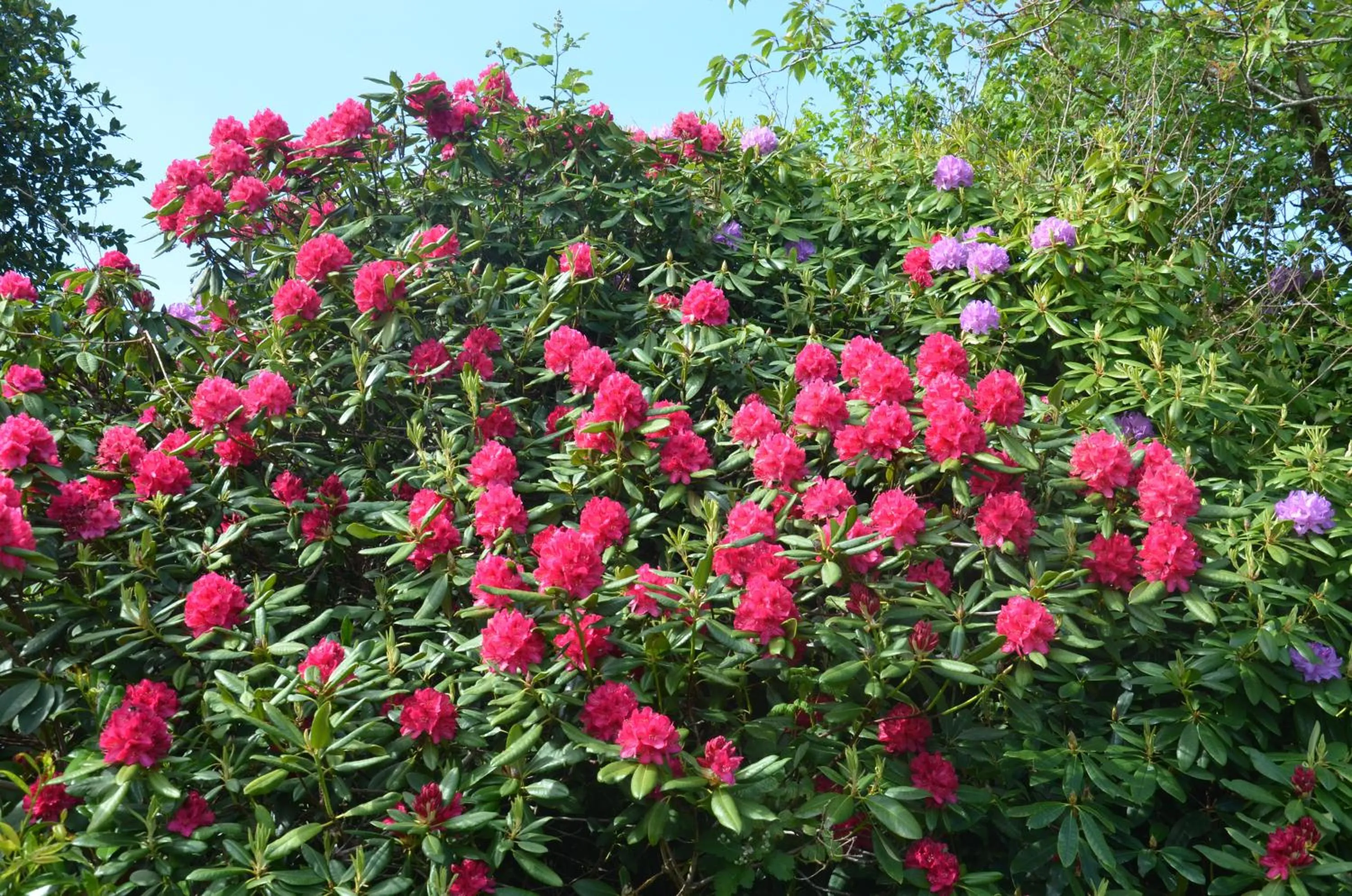 Garden in B&B Onder de Molen