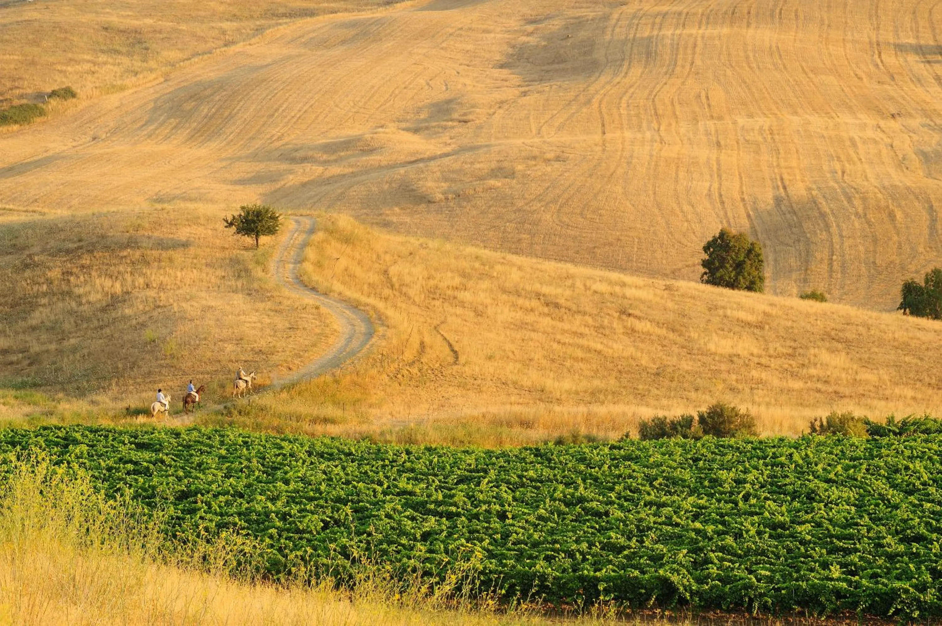Garden in Villa Dafne