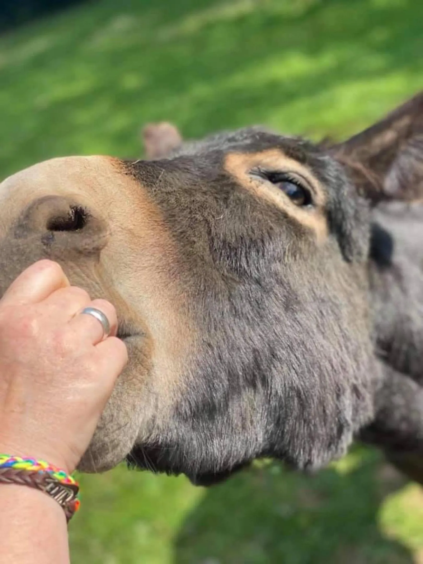 Animals in Meerkat Manor
