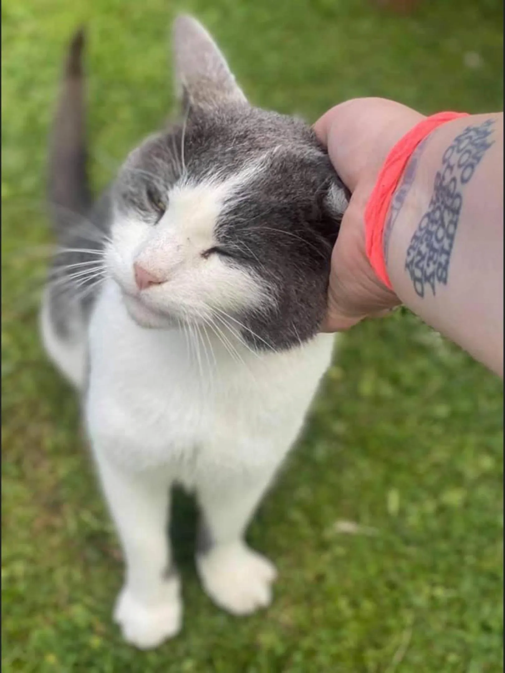 Animals in Meerkat Manor