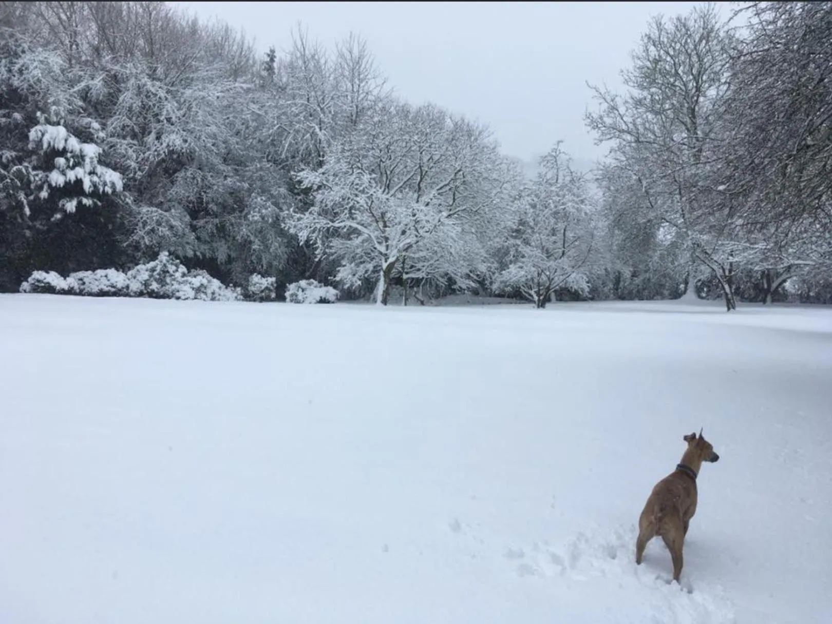 Garden in Meerkat Manor