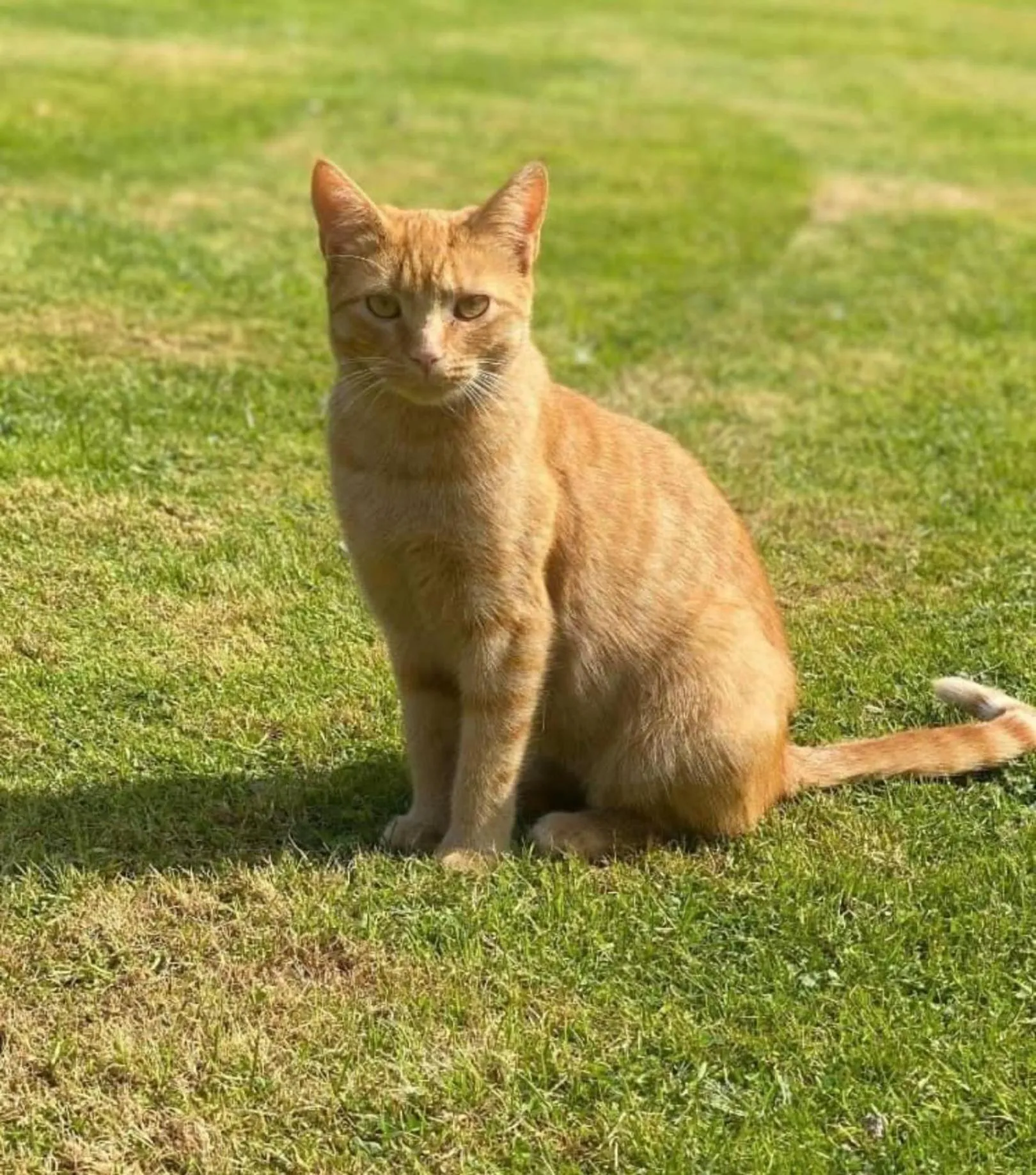 Animals in Meerkat Manor