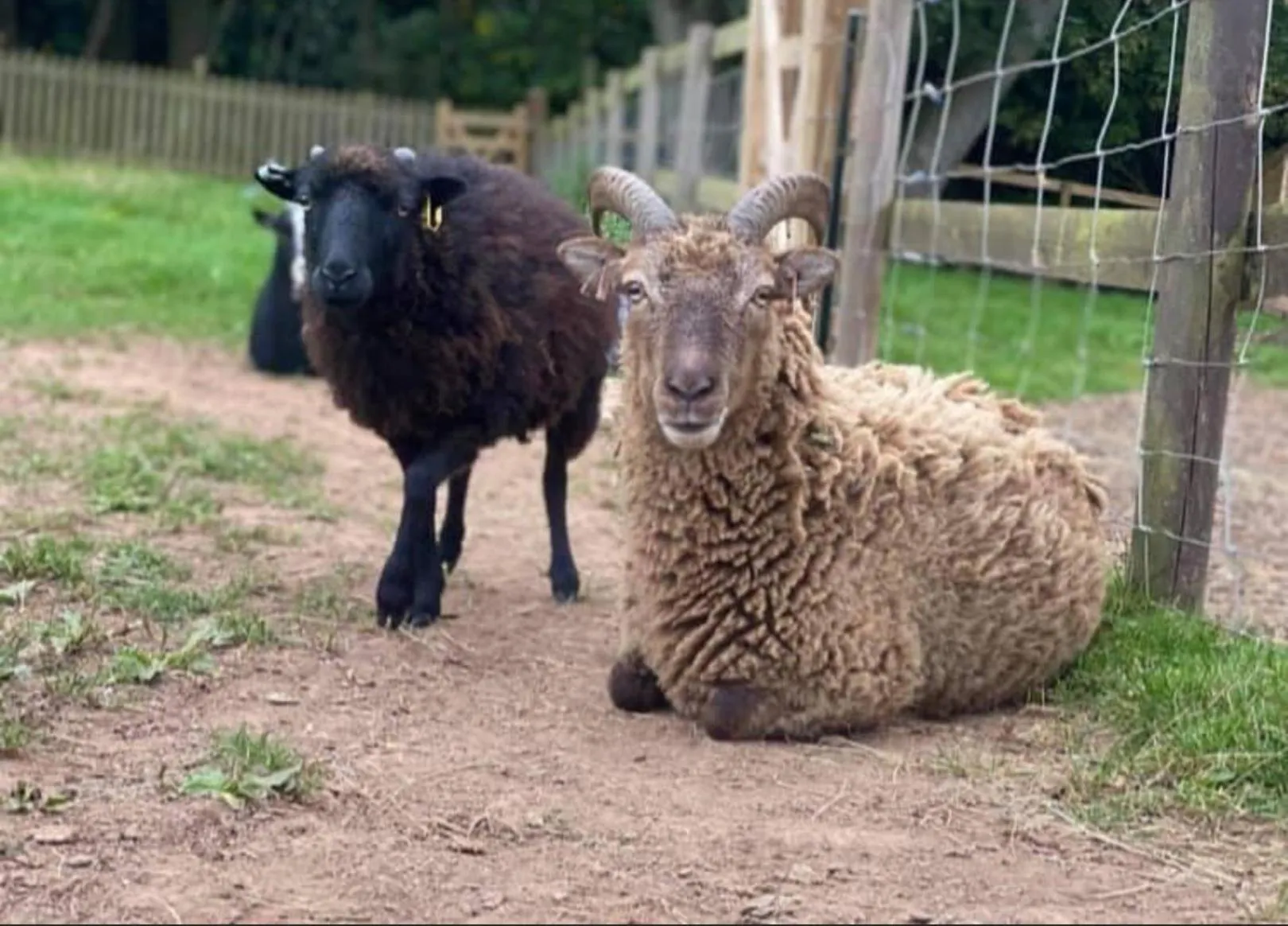 Animals in Meerkat Manor