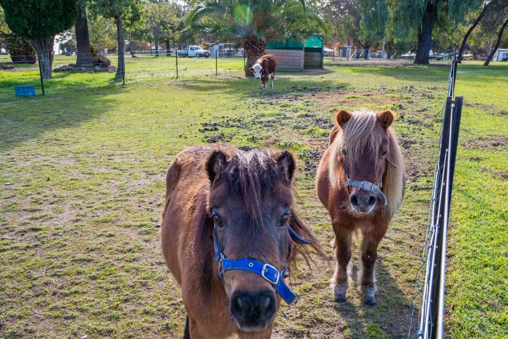 Animals in Lake Hume Holiday Park